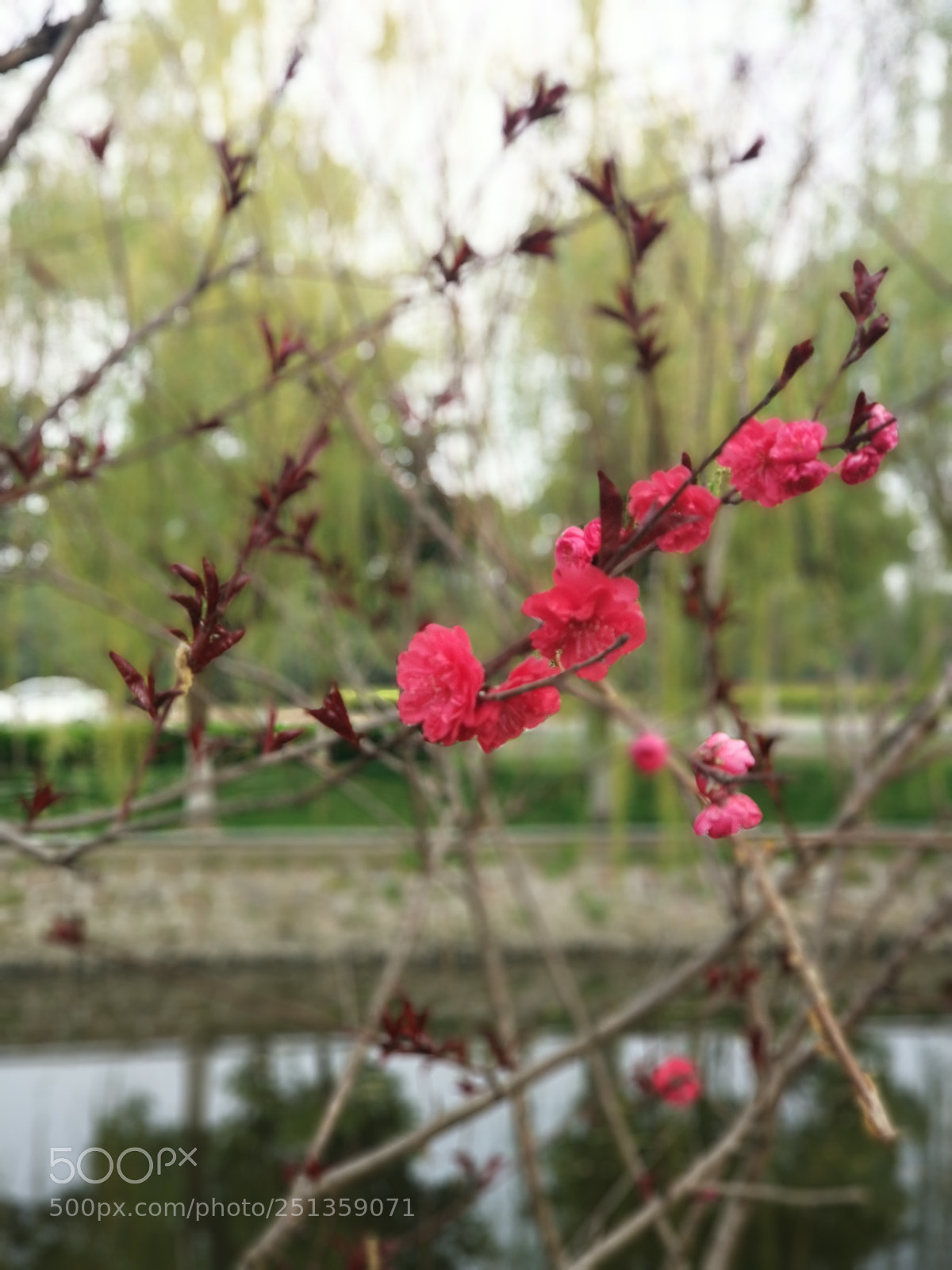 Xiaomi MI6 sample photo. Flower3 photography