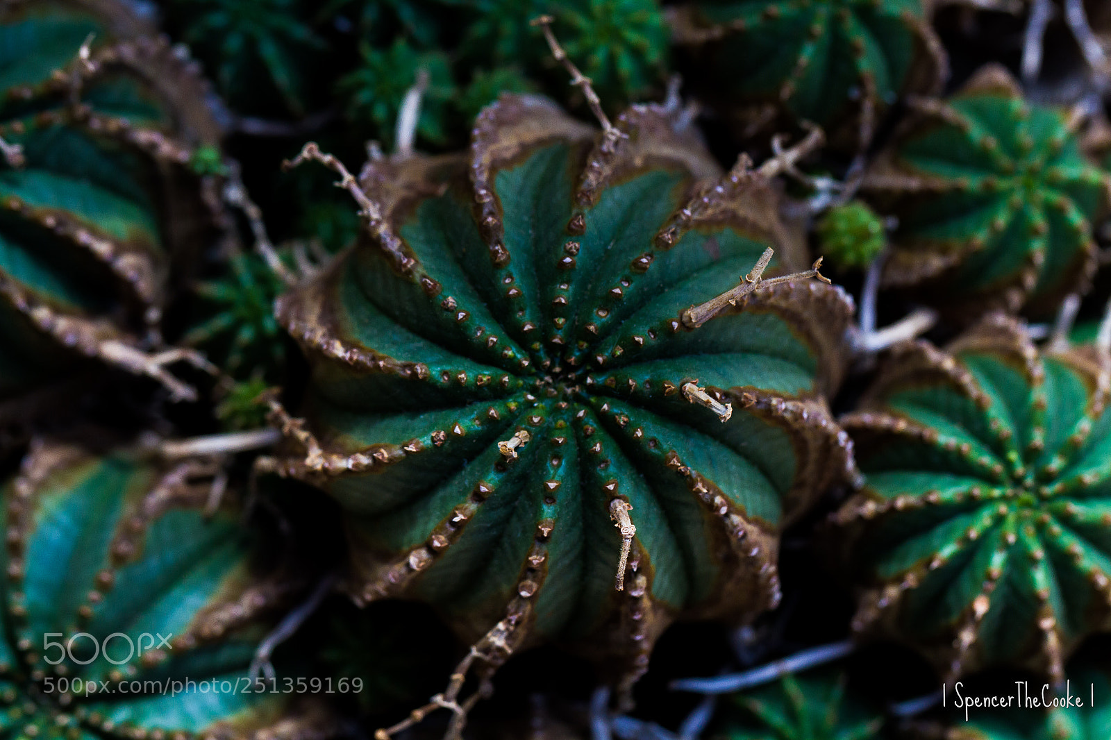 Canon EOS 7D sample photo. Hypnotic photography