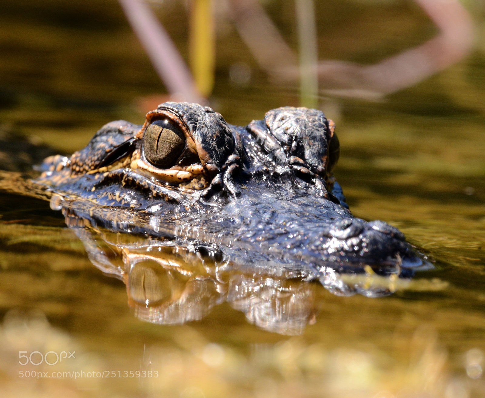 Nikon D600 sample photo. Untitled photography