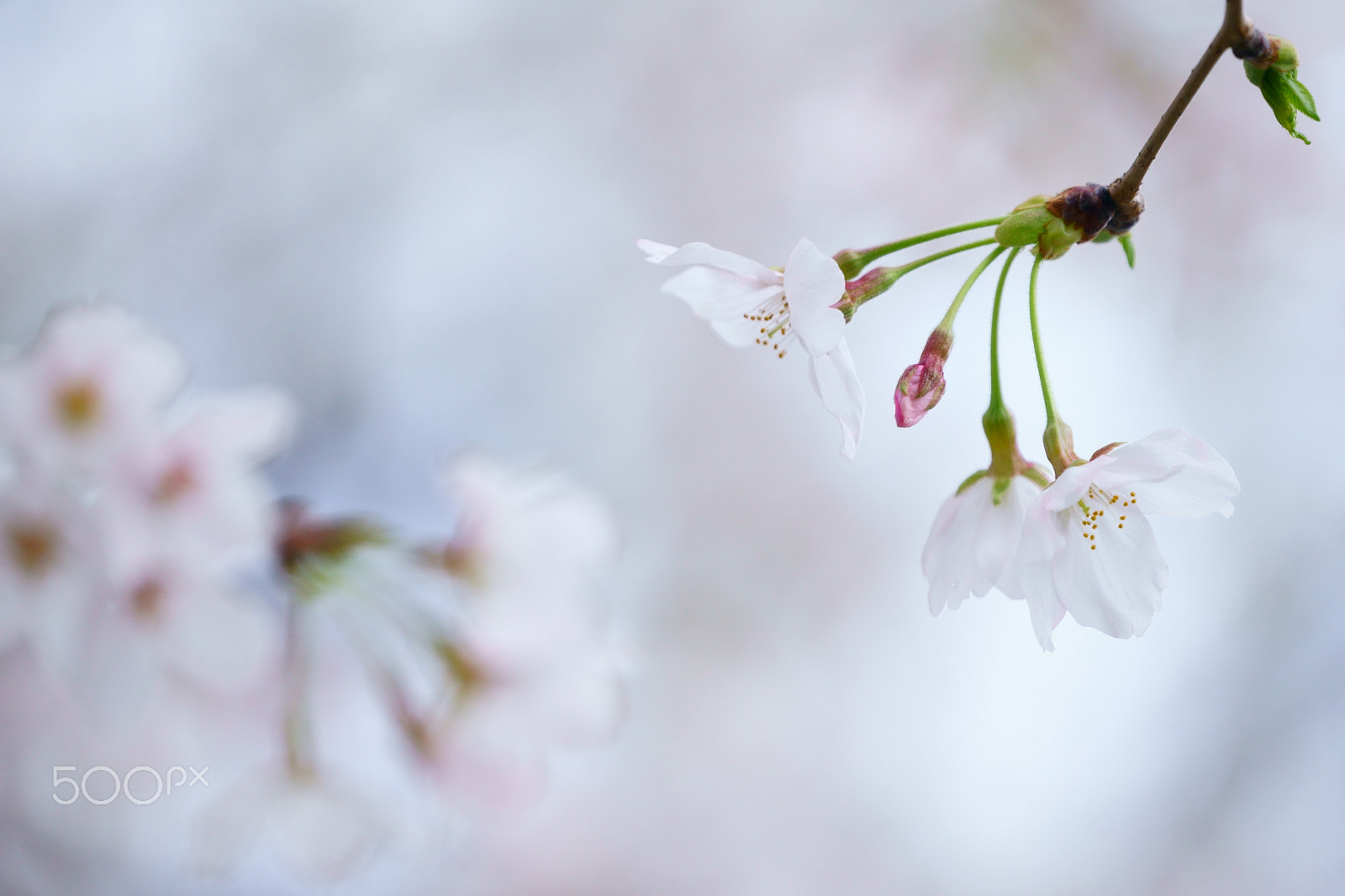 Sony FE 70-300mm F4.5-5.6 G OSS sample photo. See you,kumamoto photography