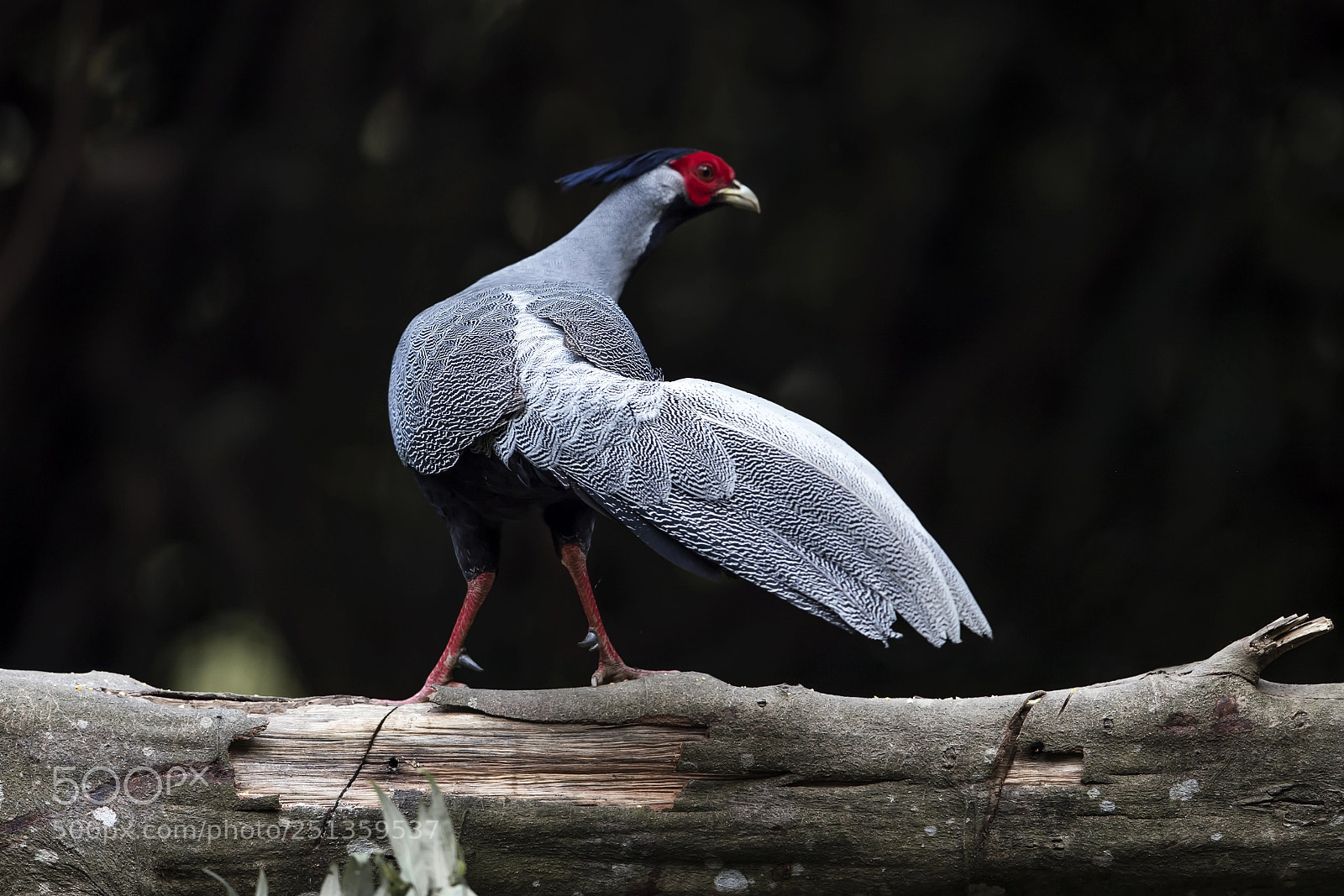 Canon EOS-1D X Mark II sample photo. 《白鹇》 photography