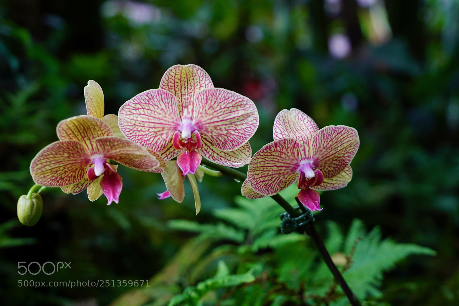 Sony a9 sample photo. Orchids photography