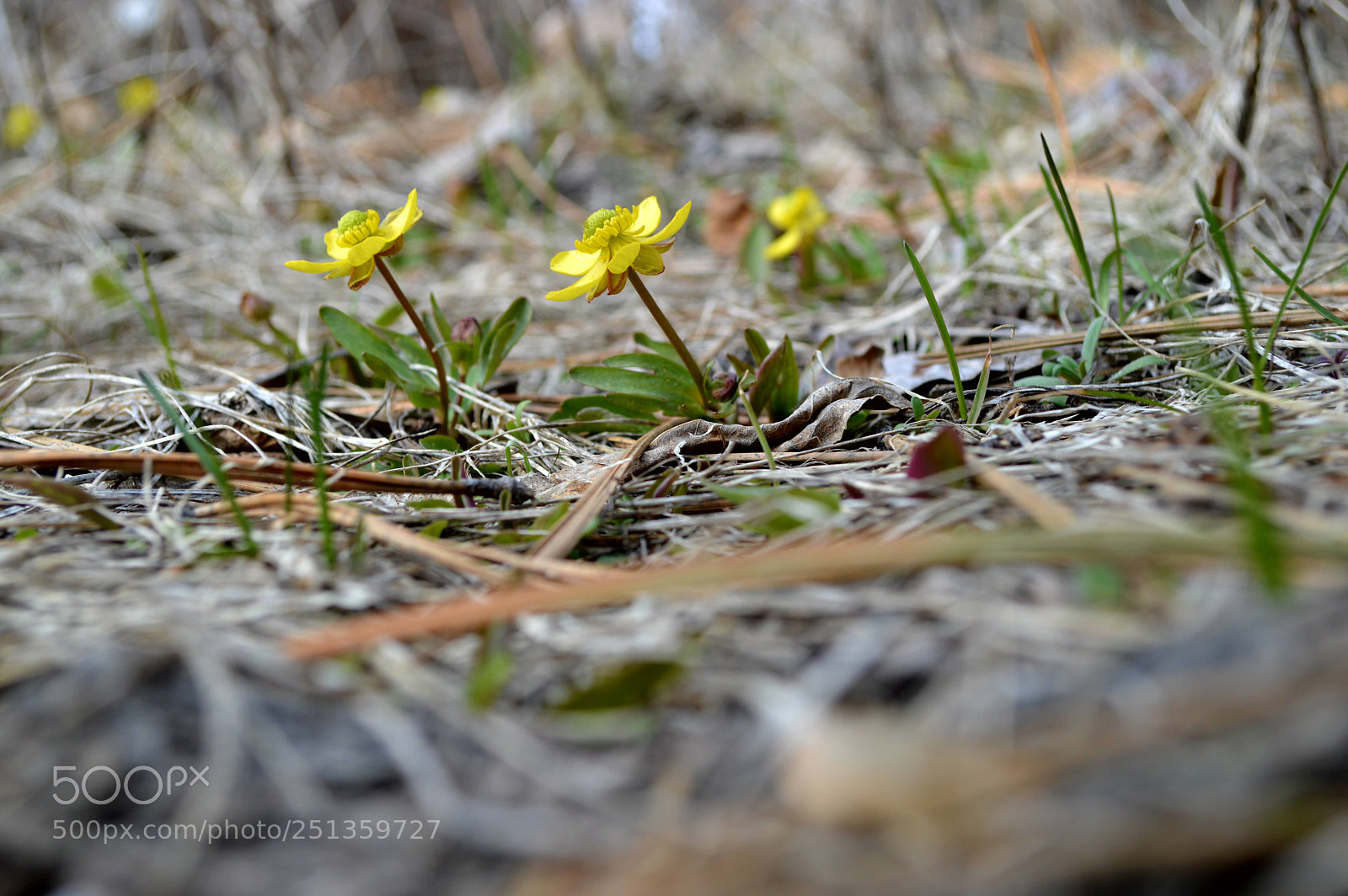 Nikon D3200 sample photo. Mellow yellow photography