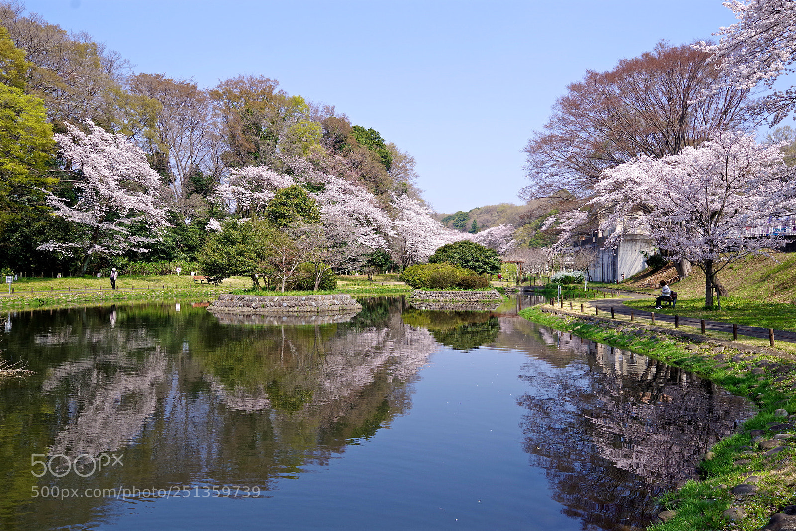 Pentax K-1 sample photo. Pond and cherry trees photography
