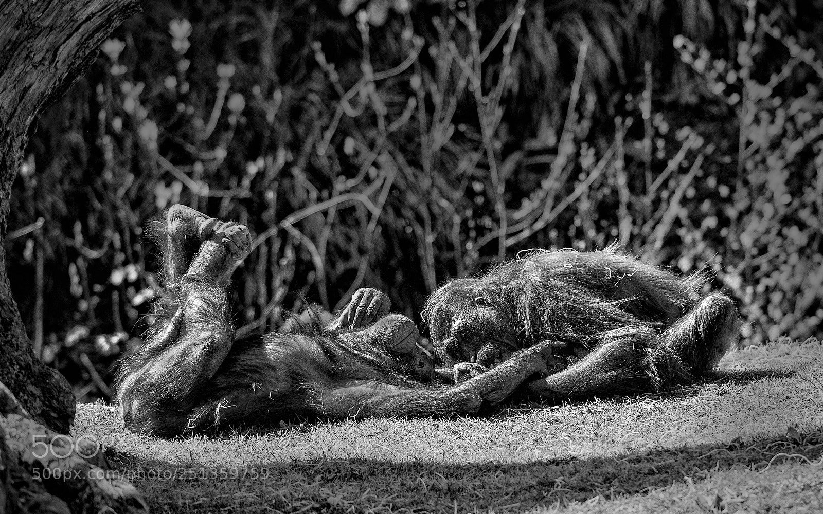 Nikon D810 sample photo. Playful photography