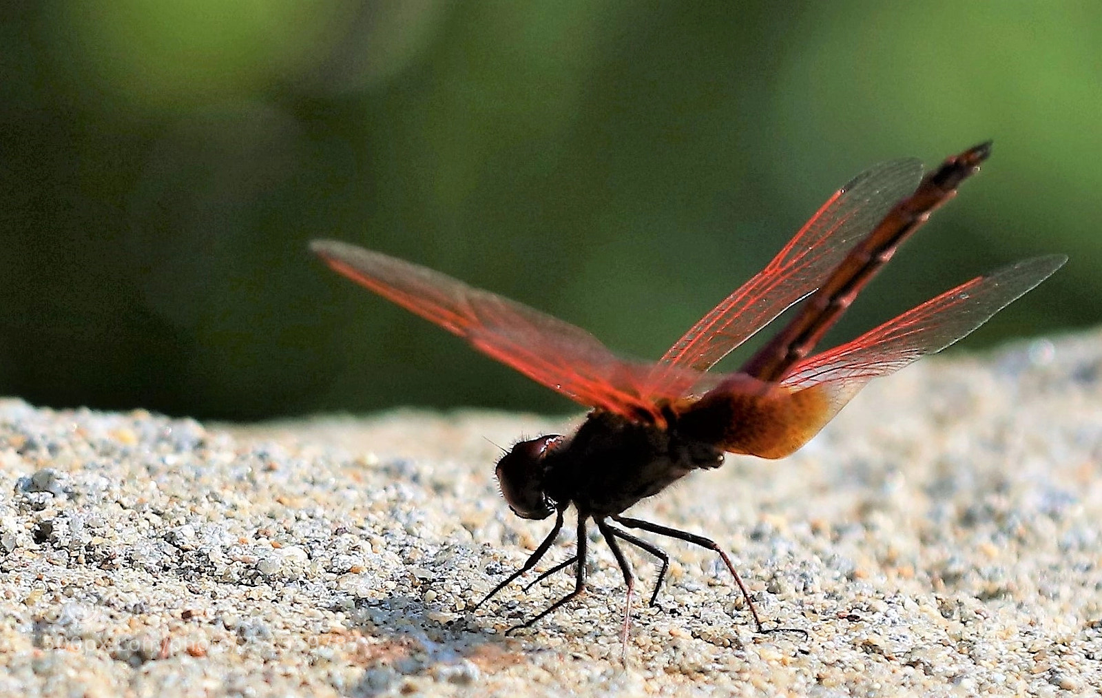 Canon EOS 5DS R sample photo. Red dragonfly photography