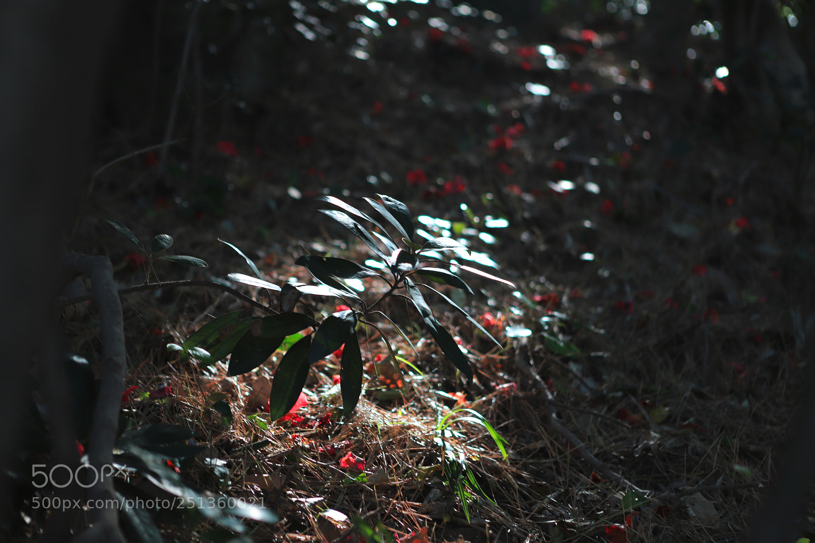 Canon EOS 6D Mark II sample photo. Color harmony photography