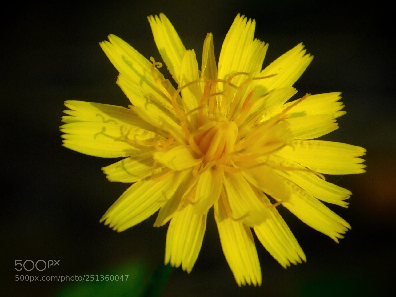 Nikon Coolpix B500 sample photo. Wildflower photography