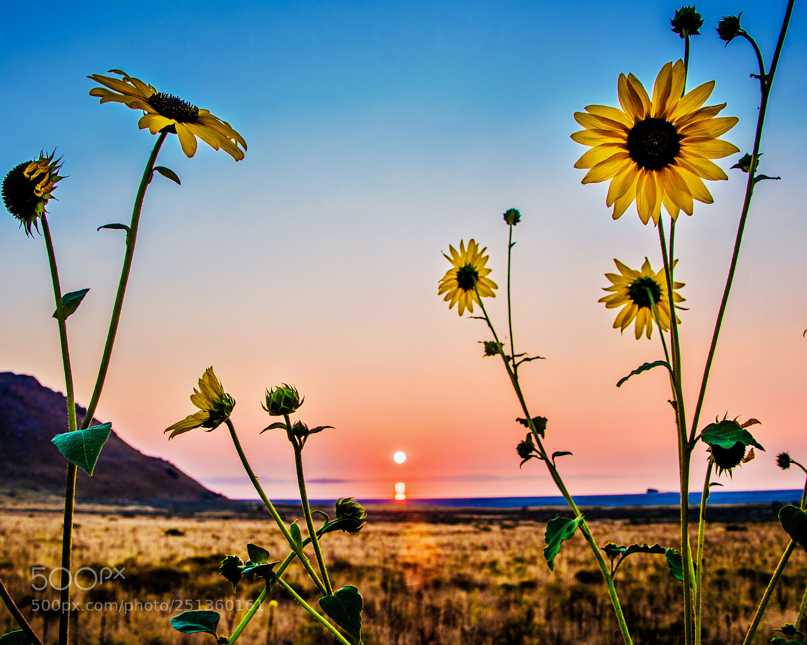 Nikon D750 sample photo. Sunflowers at sunset photography