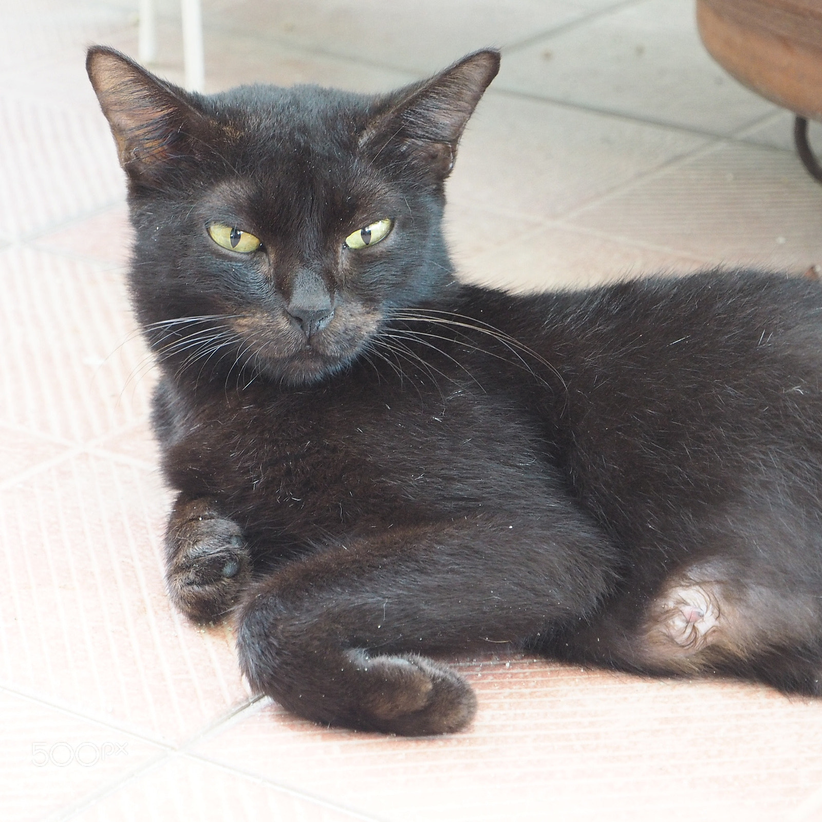 Olympus PEN E-PL7 sample photo. Cats photography