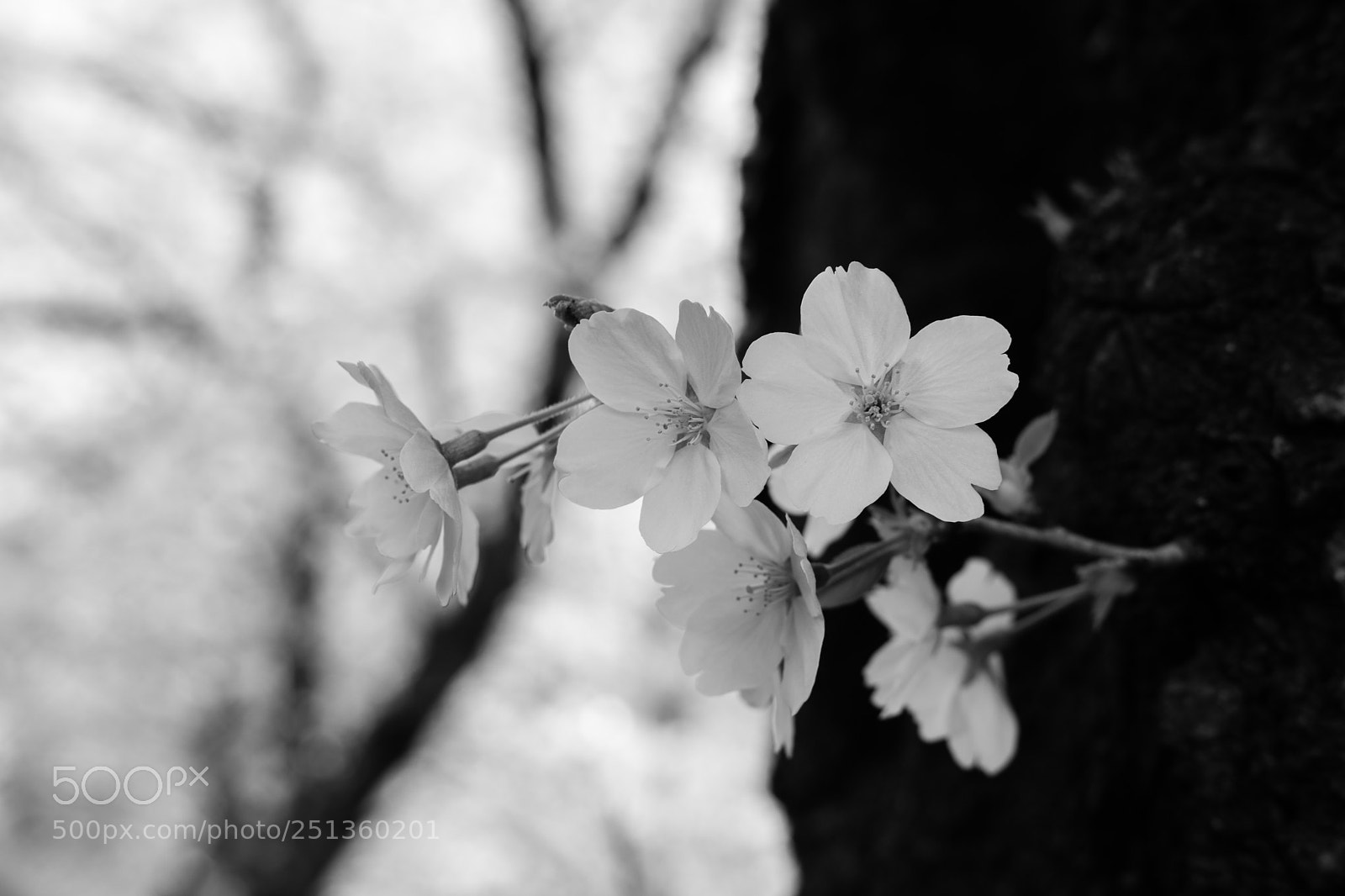 Fujifilm X-Pro2 sample photo. Cherry blossom at nagoya photography