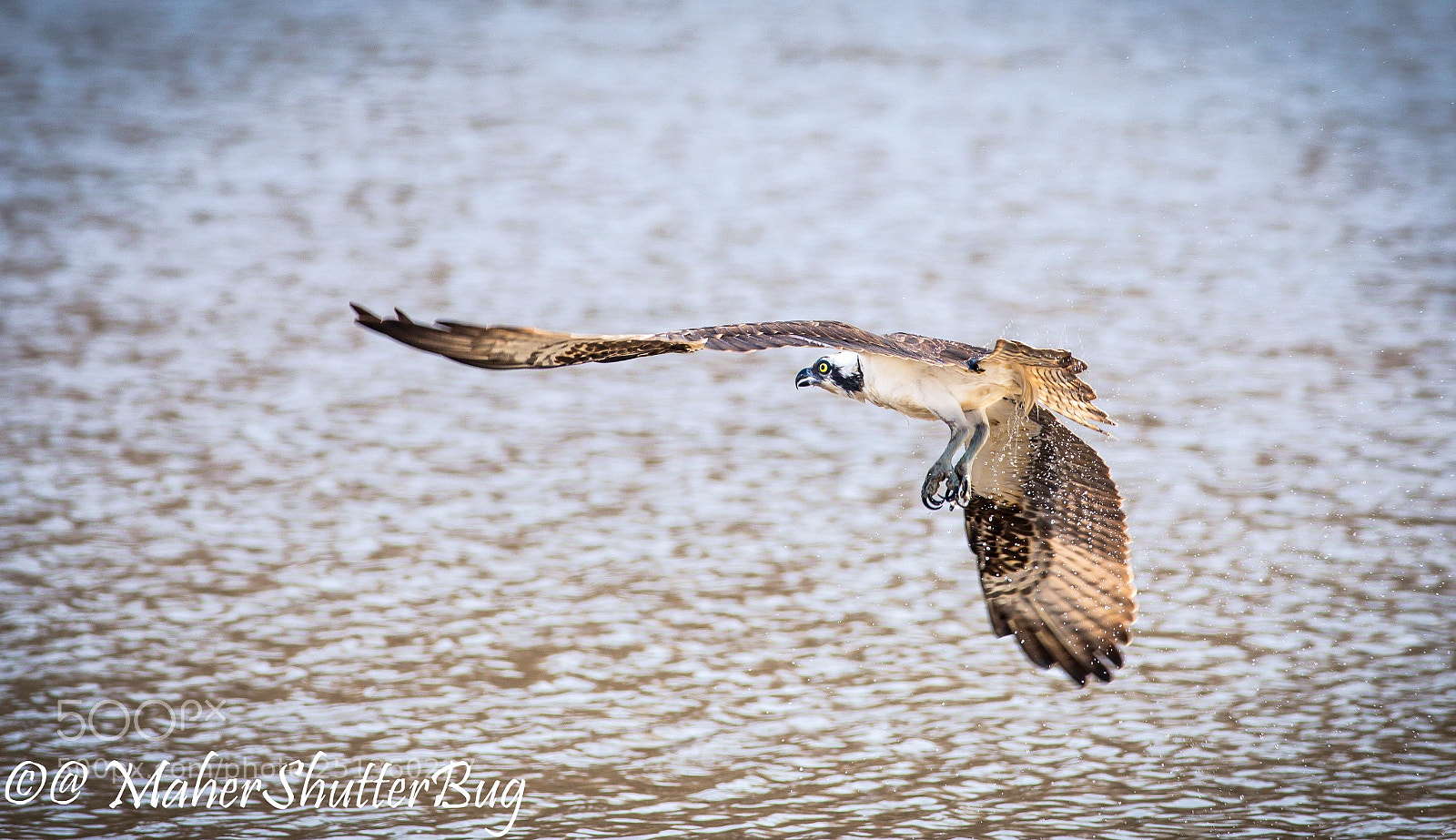Canon EOS 5D Mark IV sample photo. Fly osprey fly photography