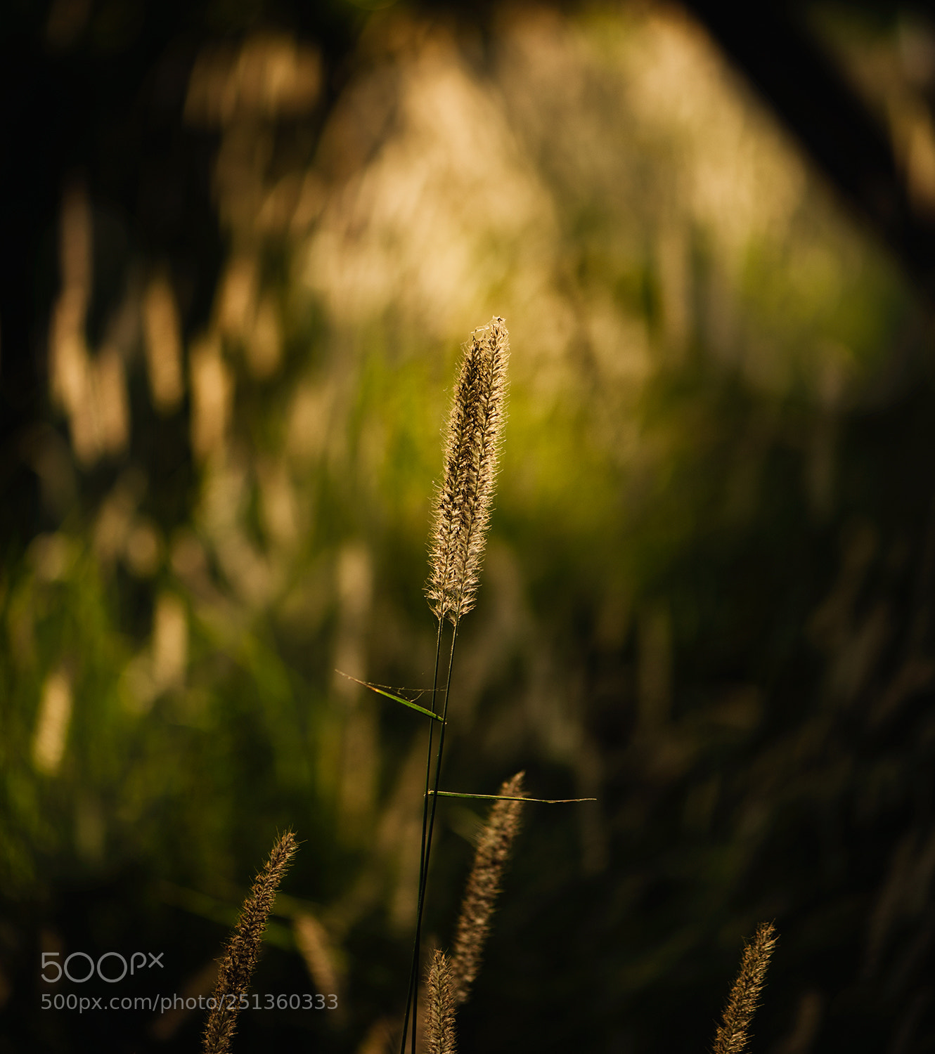 Nikon D610 sample photo. Golden grass photography