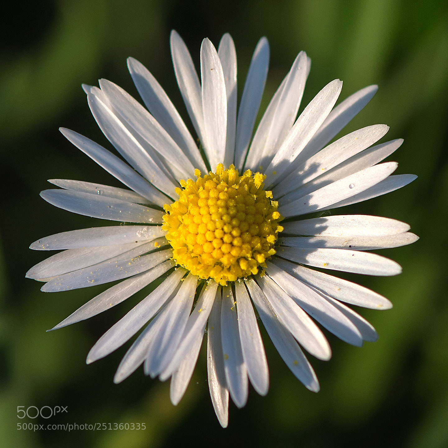 Nikon D610 sample photo. Macro flower photography