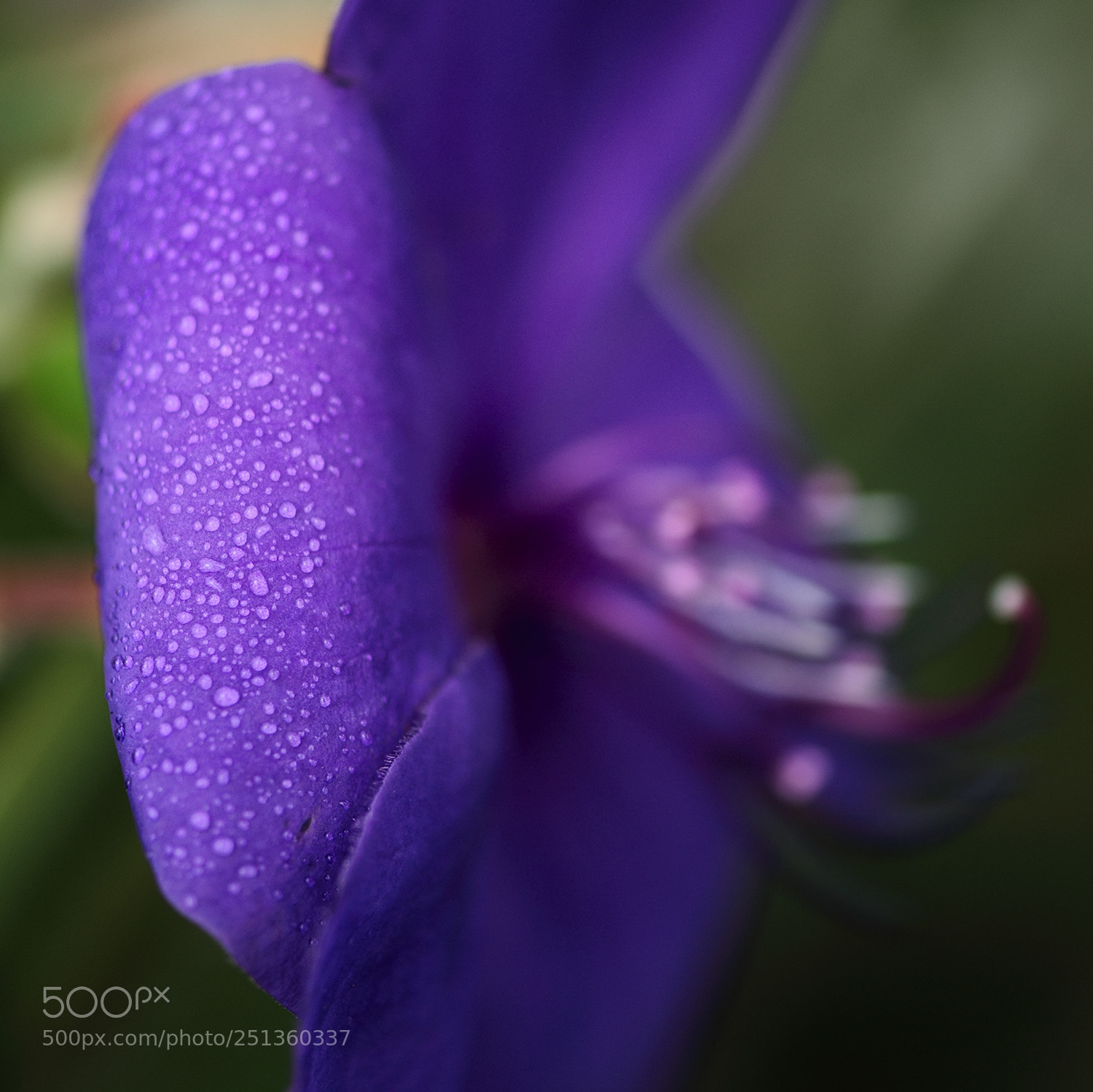 Nikon D610 sample photo. Water drops on purple photography
