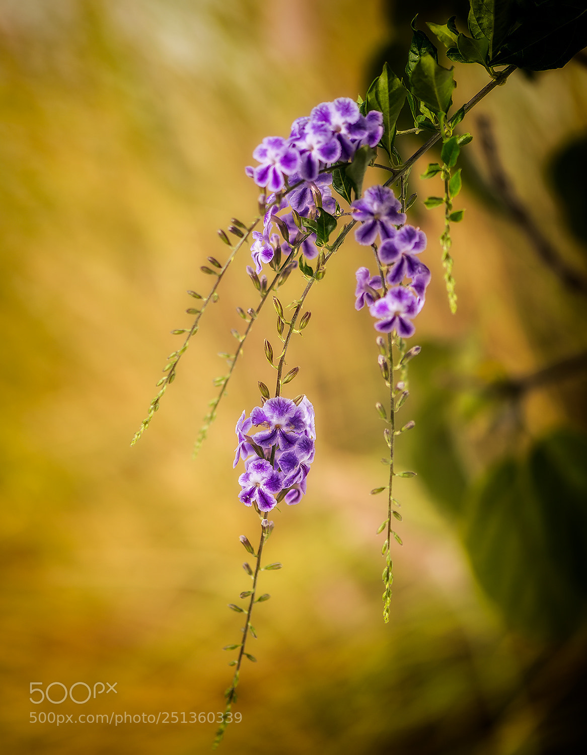 Nikon D610 sample photo. Purple hanging flowers photography