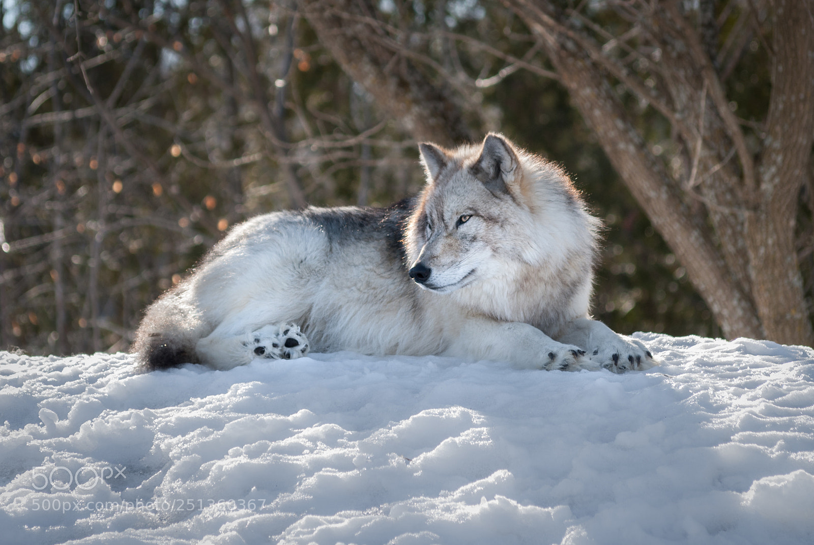 Nikon D3000 sample photo. Grey wolf - canis photography