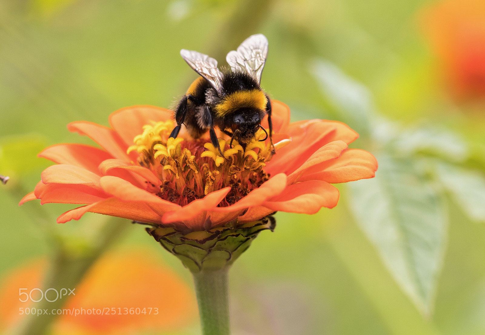 Canon EOS 80D sample photo. Bumblebee photography