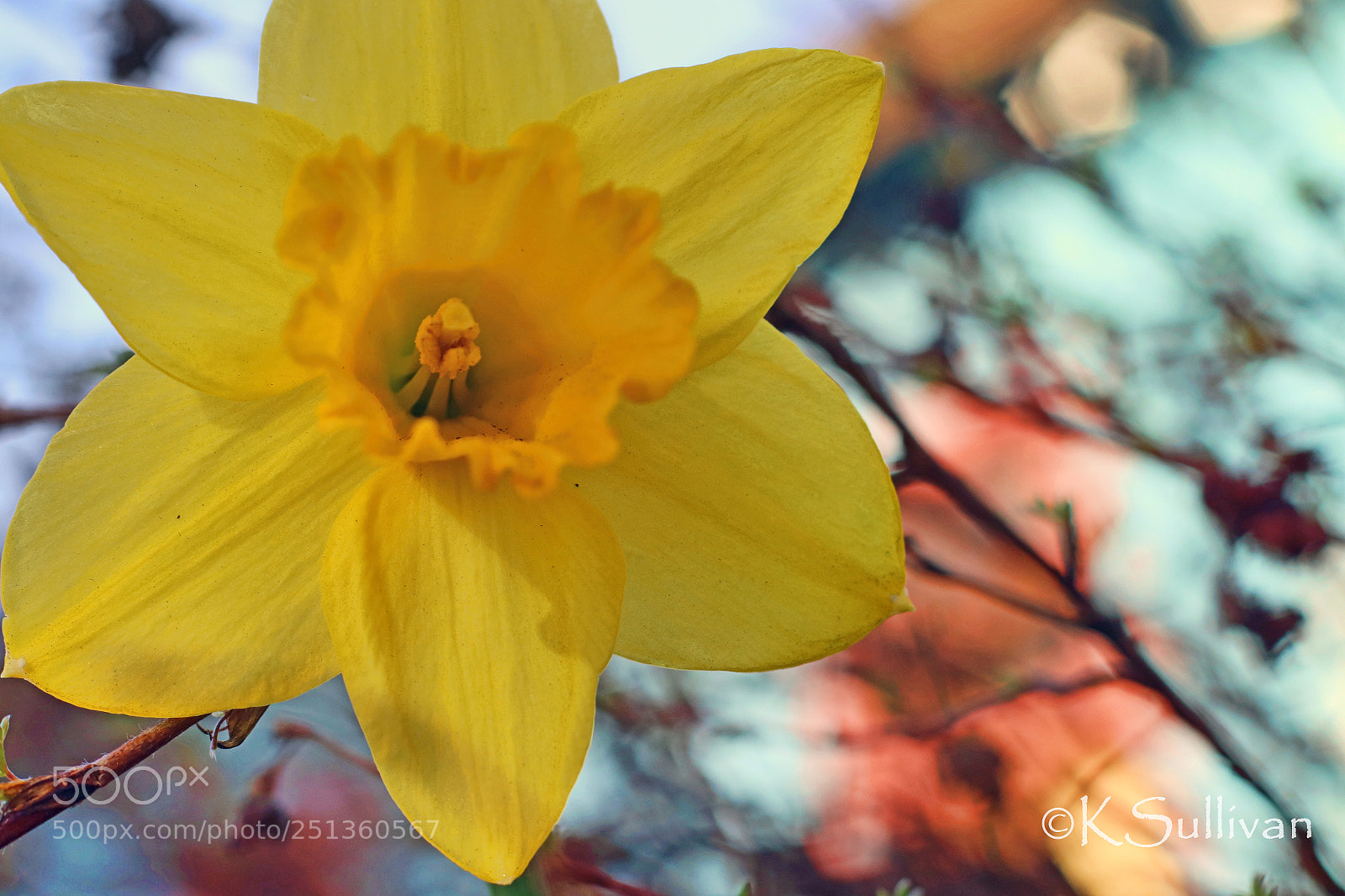 Canon EOS 77D (EOS 9000D / EOS 770D) sample photo. Daffodil photography