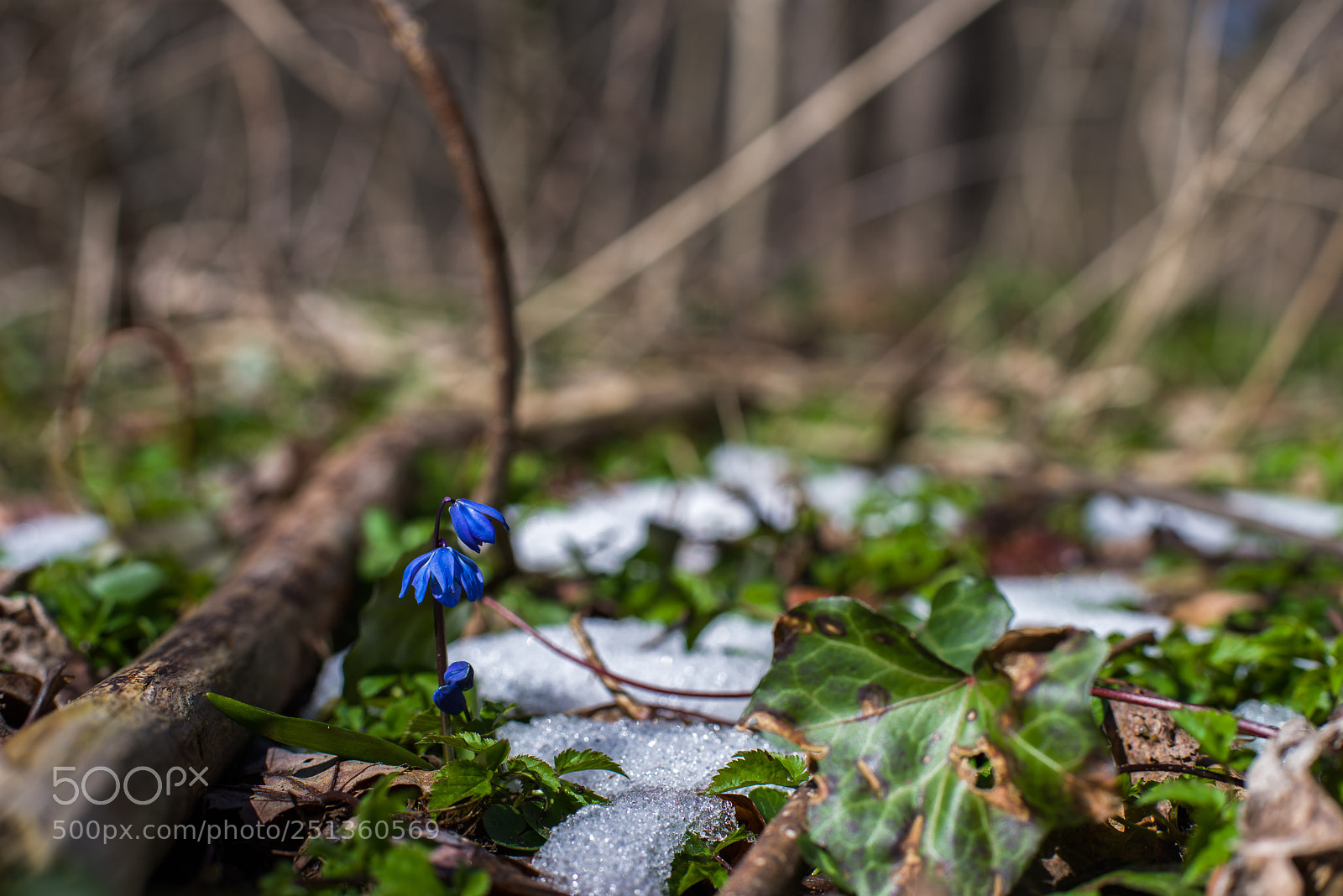 Pentax K-1 sample photo. Blue flower photography