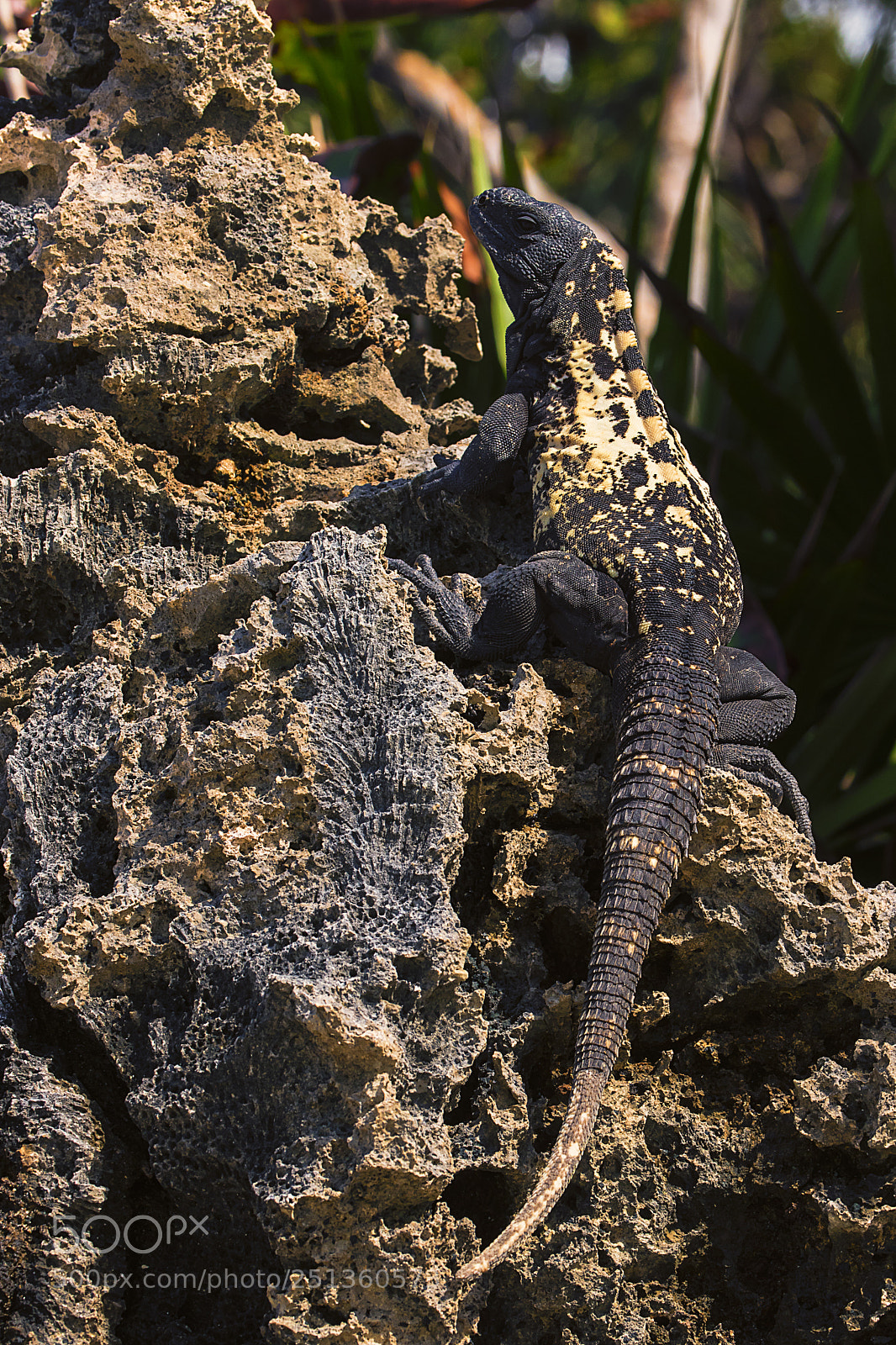 Canon EOS 80D sample photo. Black iguana on the photography