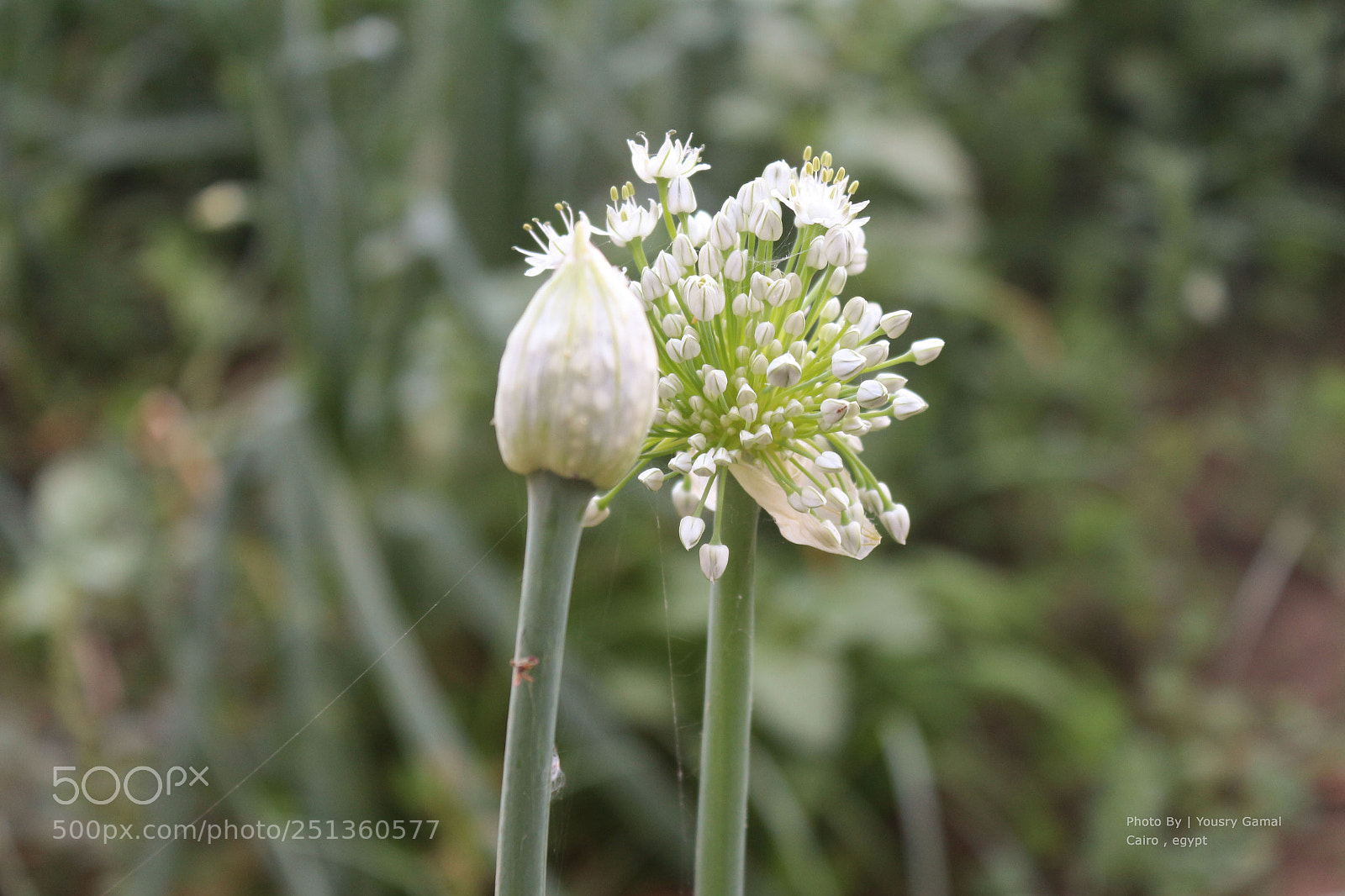 Canon EOS 700D (EOS Rebel T5i / EOS Kiss X7i) sample photo. Flower photography