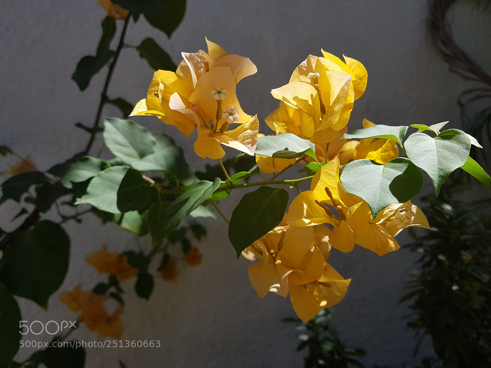 Samsung Galaxy S7 sample photo. Yellow flower photography