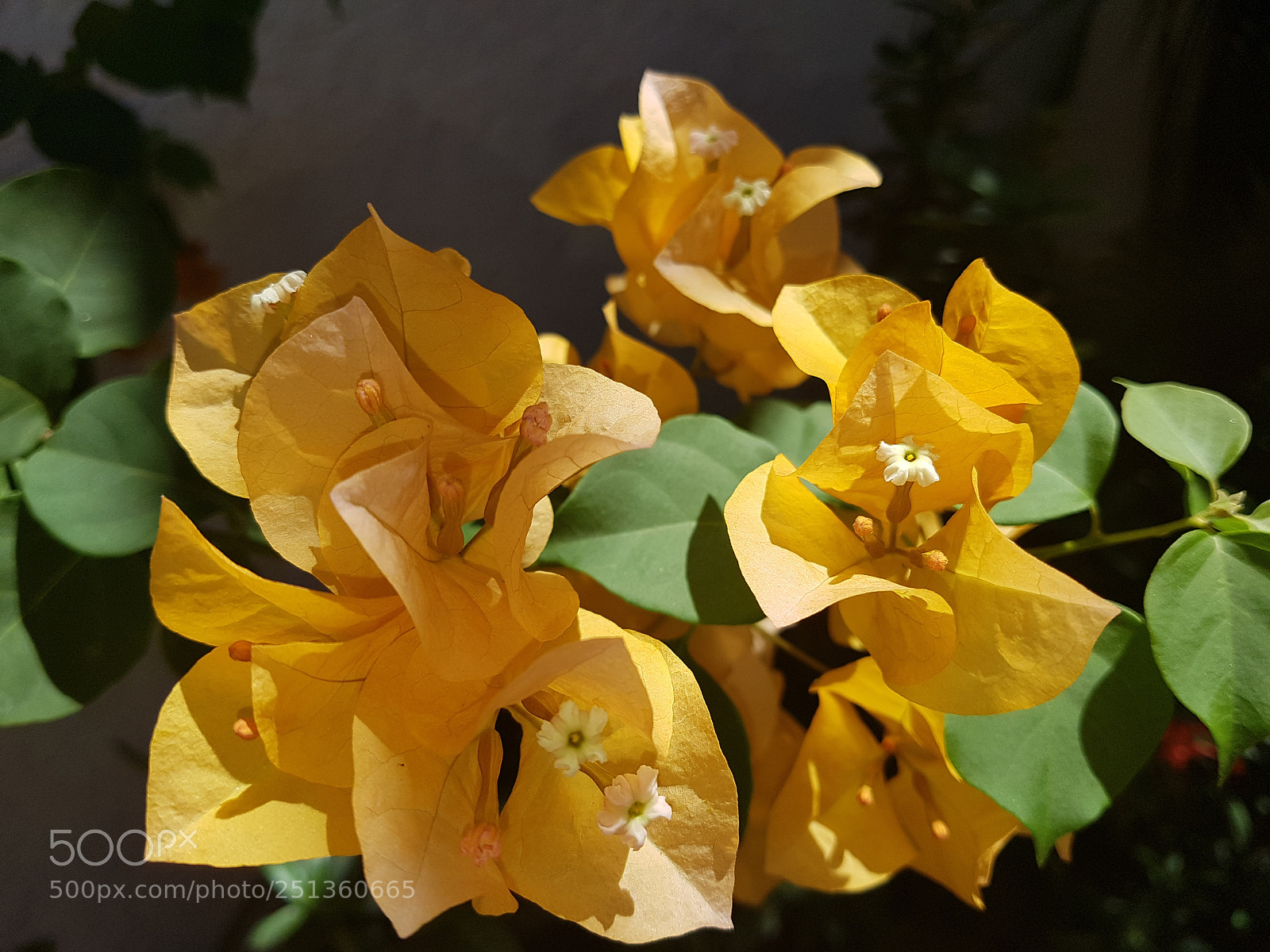 Samsung Galaxy S7 sample photo. Yellow flower photography