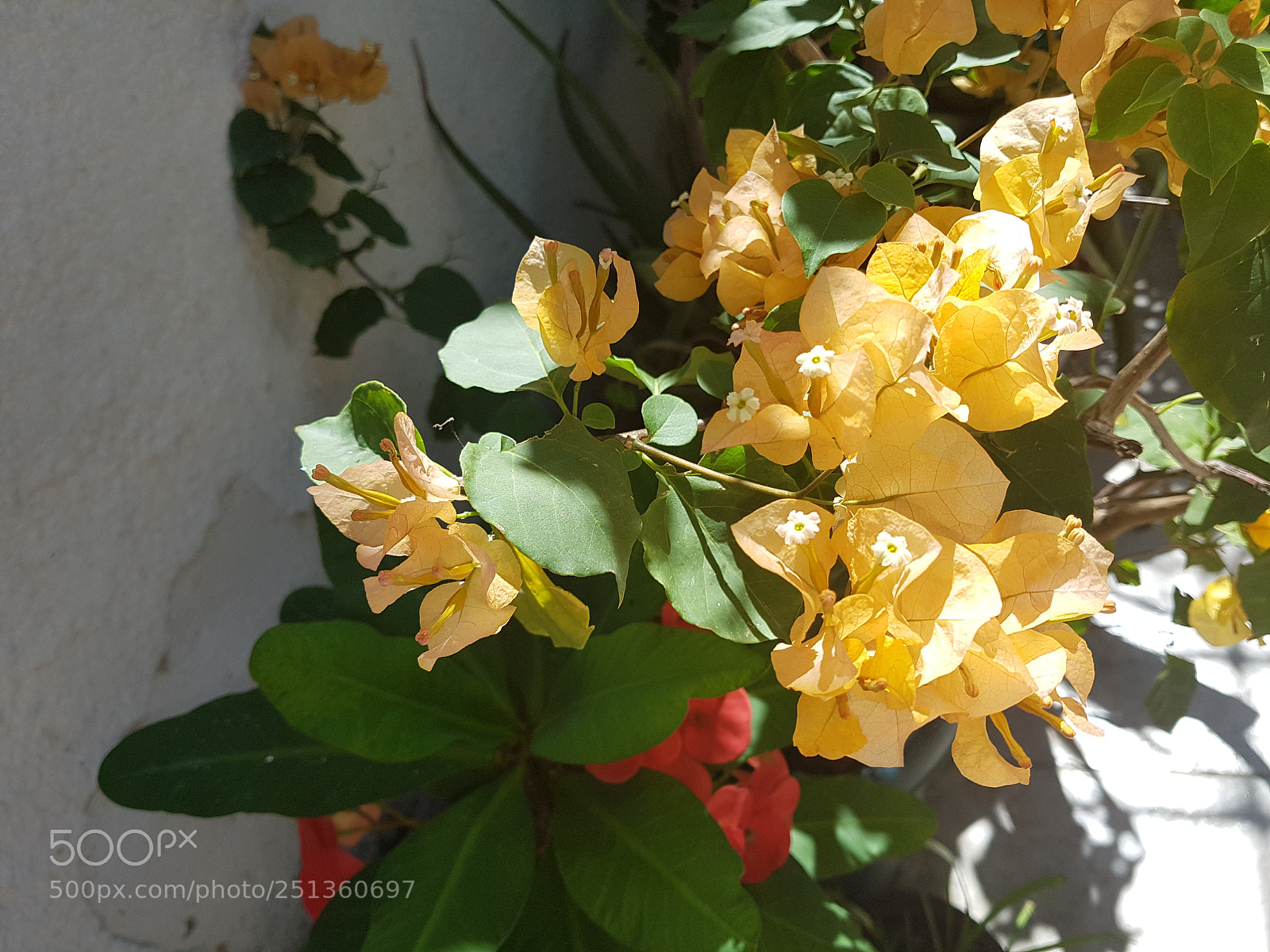 Samsung Galaxy S7 sample photo. Yellow flower photography