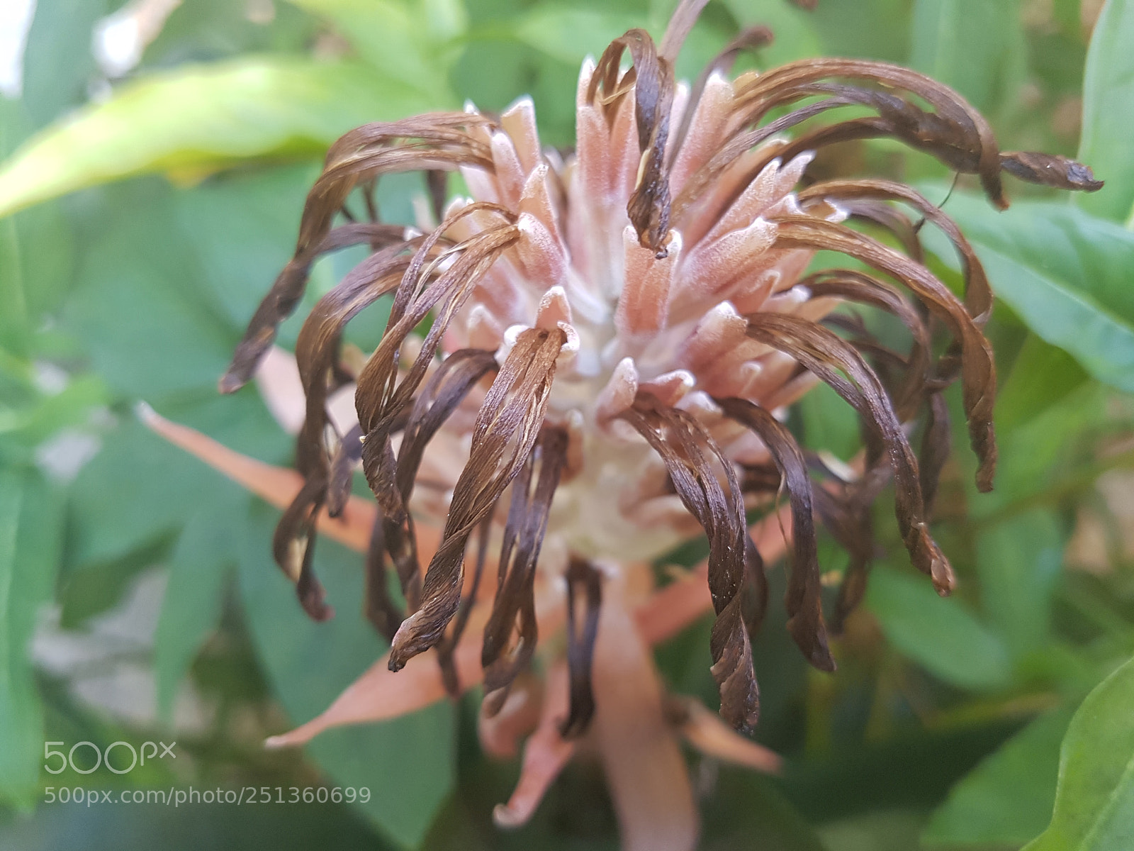 Samsung Galaxy S7 sample photo. Flower photography