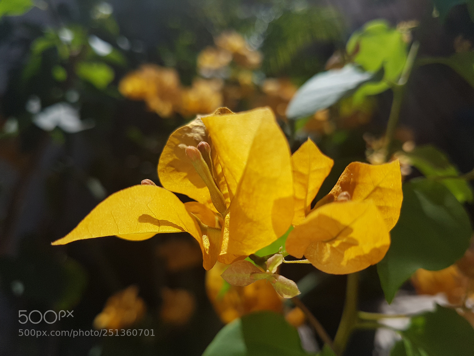 Samsung Galaxy S7 sample photo. Yellow flower. photography