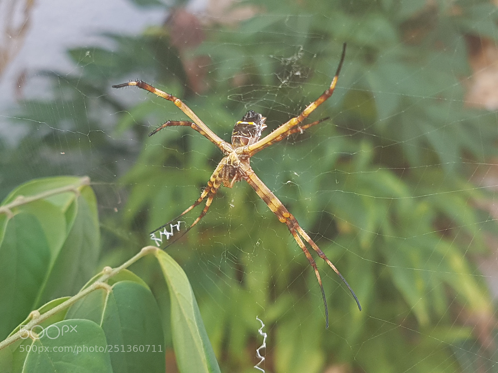 Samsung Galaxy S7 sample photo. Spider photography