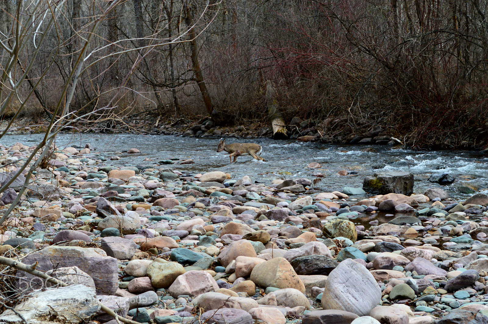 Nikon D3200 sample photo. Deer crossing photography