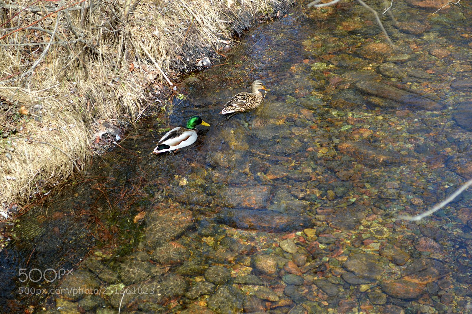 Nikon D3200 sample photo. Ducks photography