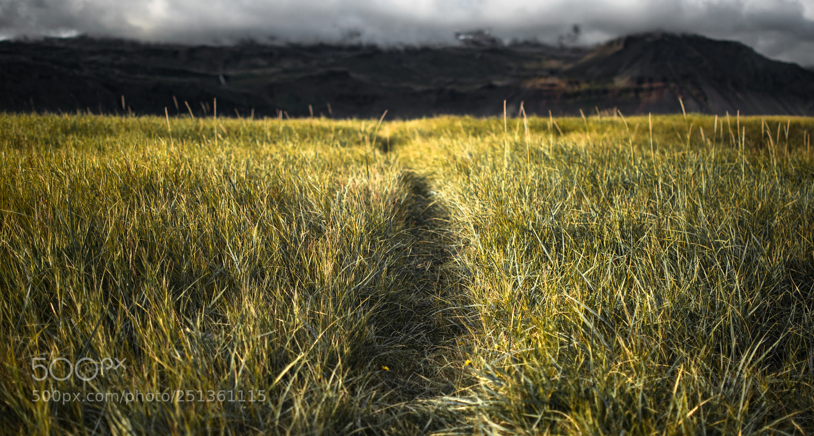 Nikon D3300 sample photo. Iceland grass field photography