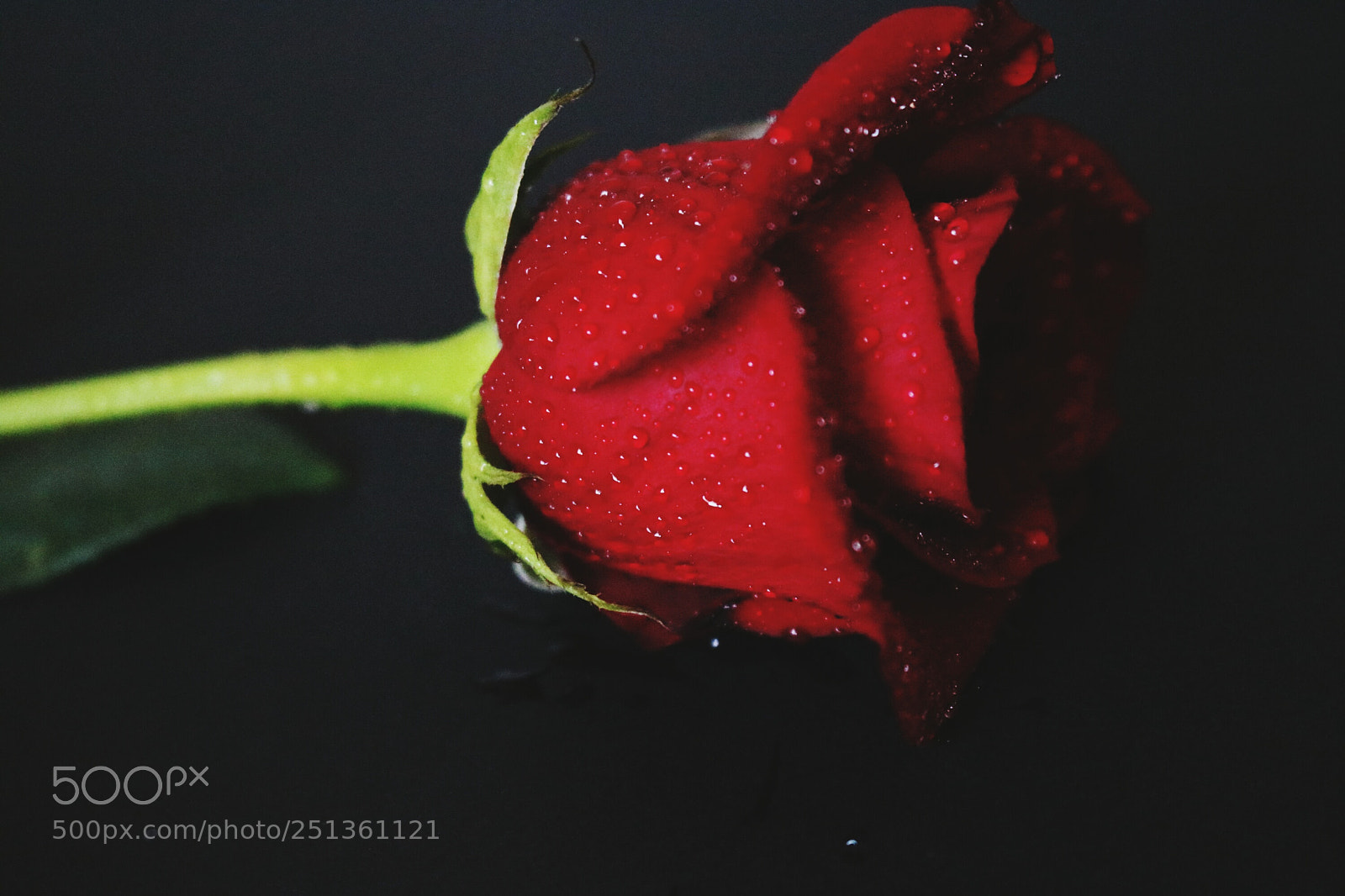 Canon EOS 80D sample photo. Red rose photography