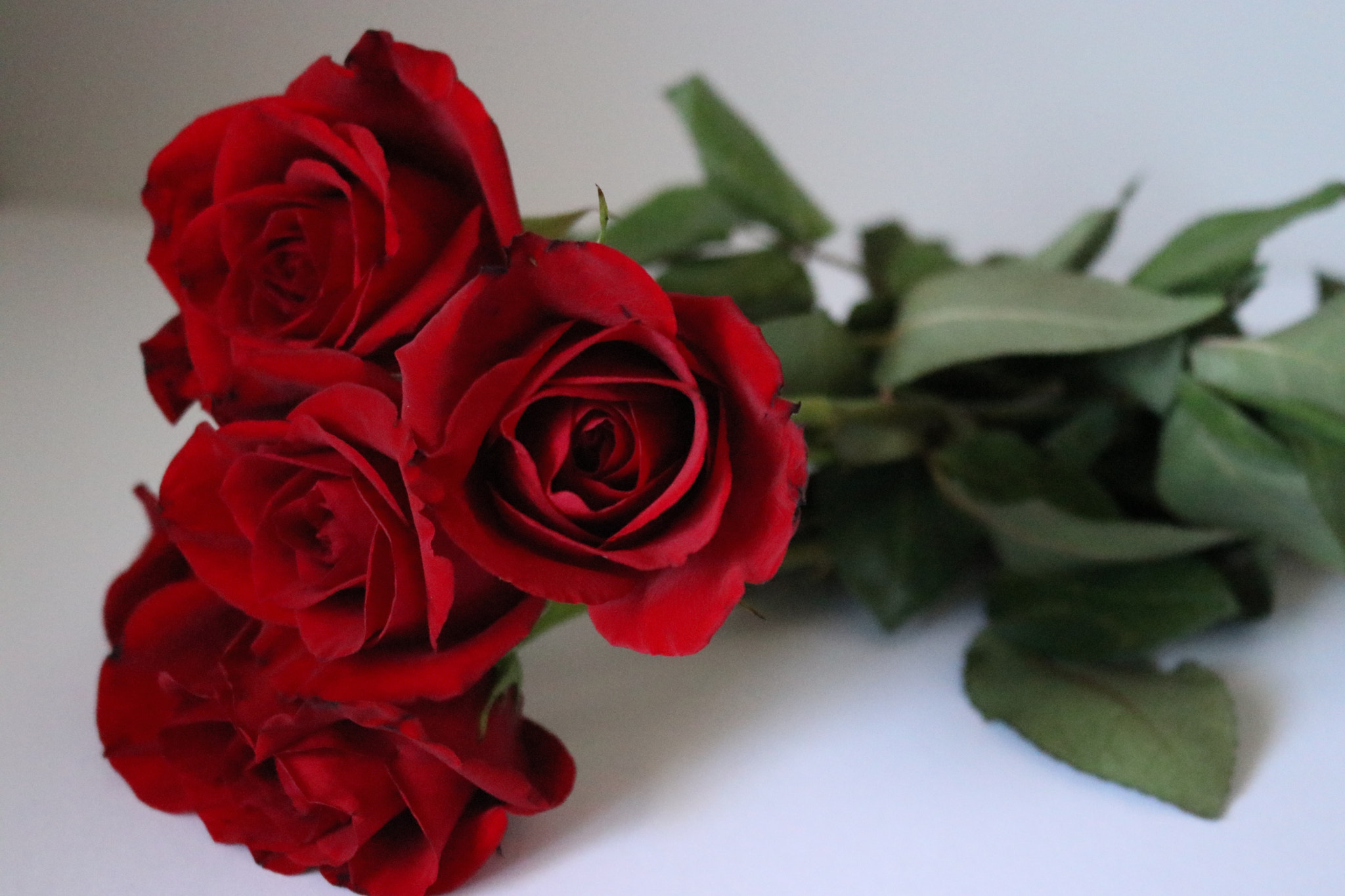 Canon EOS 80D sample photo. Red rose photography