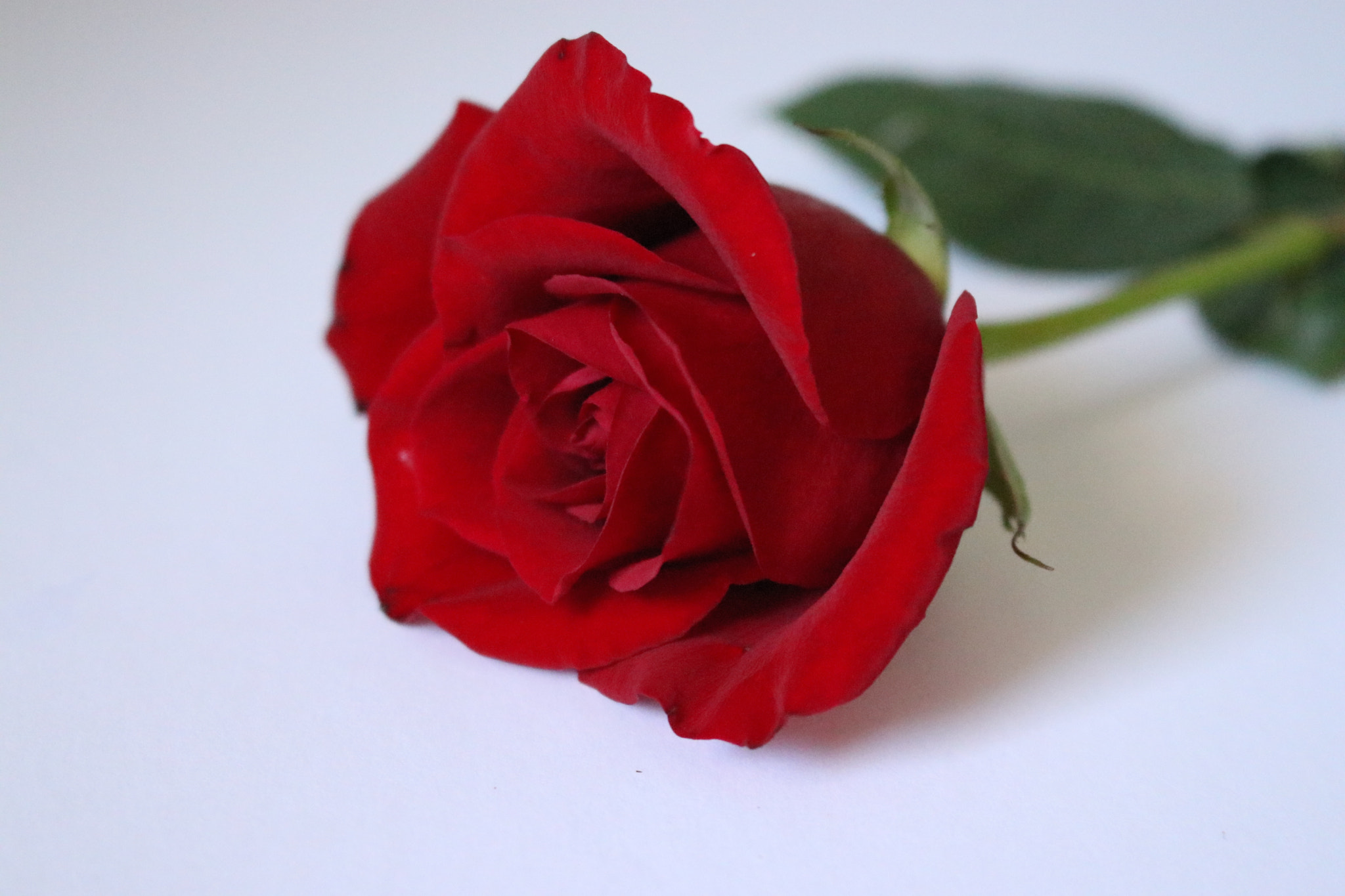 Canon EOS 80D sample photo. Red rose photography