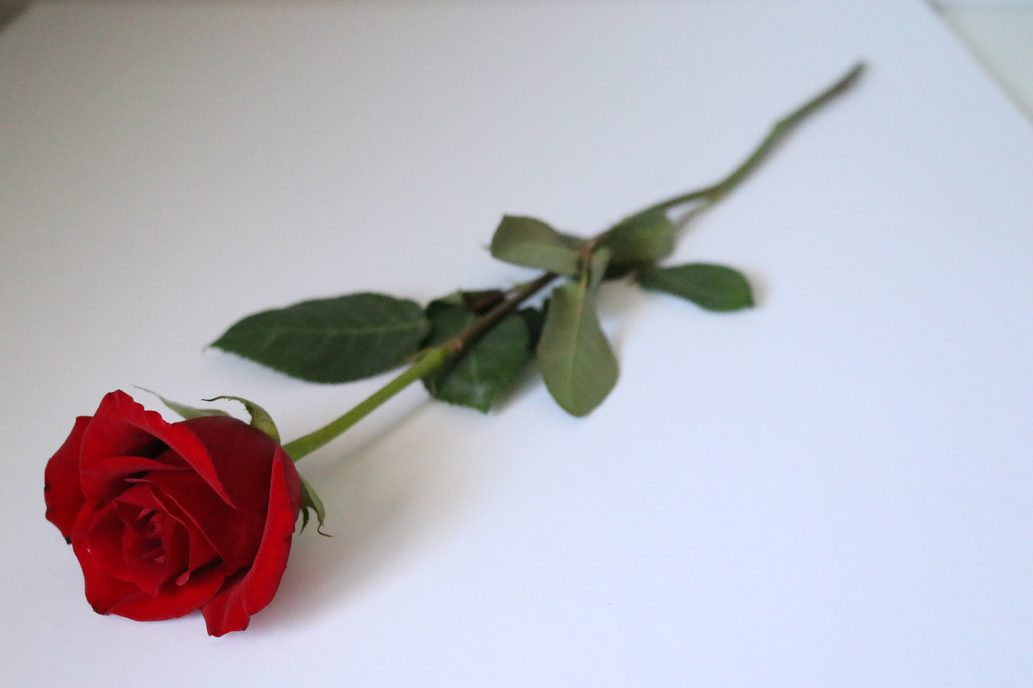 Canon EOS 80D sample photo. Red rose photography