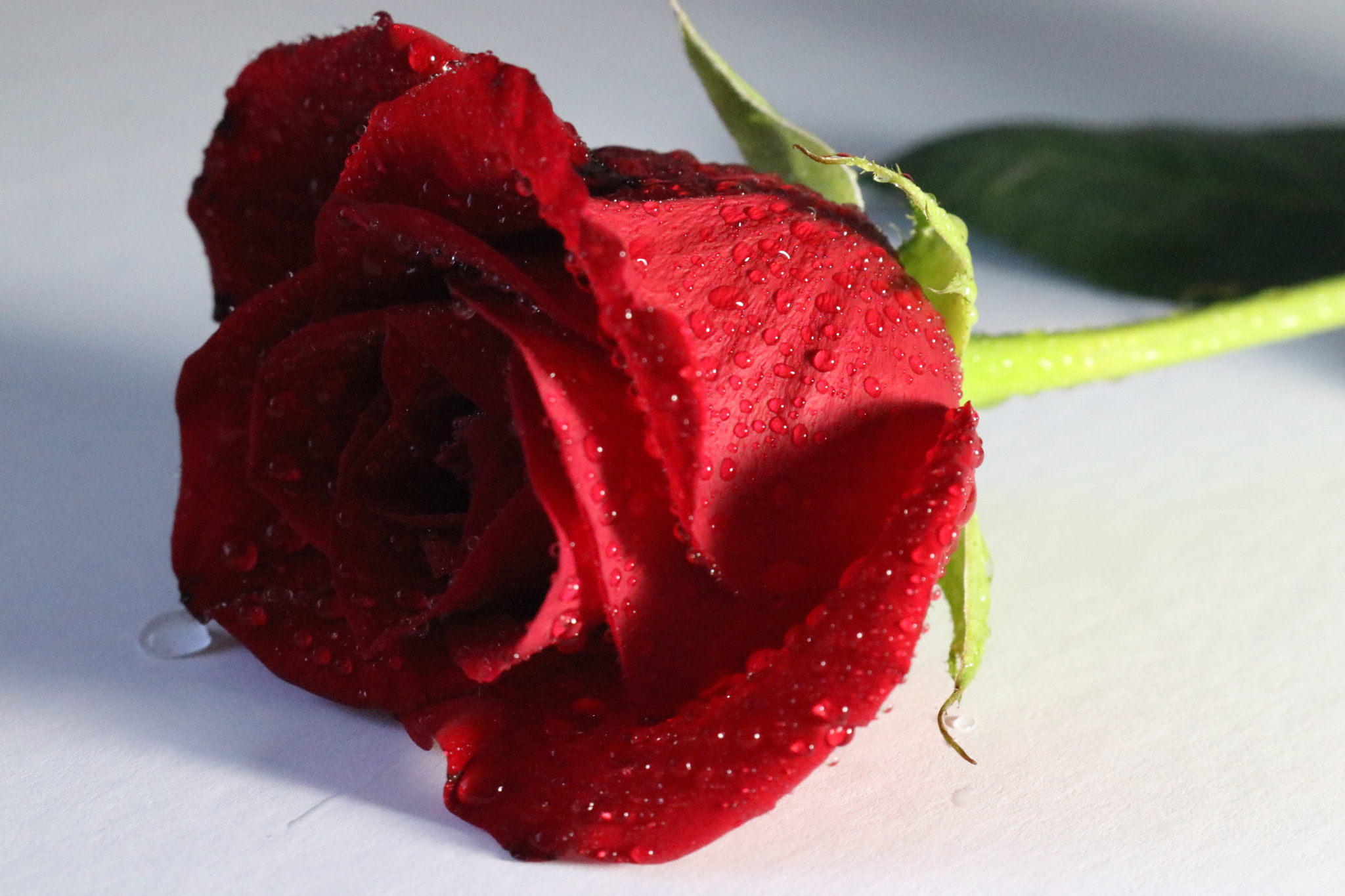 Canon EOS 80D sample photo. Red rose photography