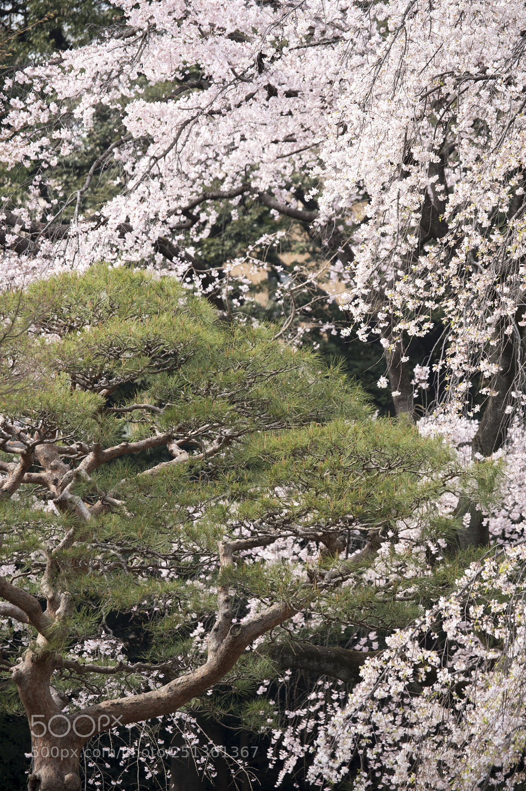 Pentax KP sample photo. Sakura photography