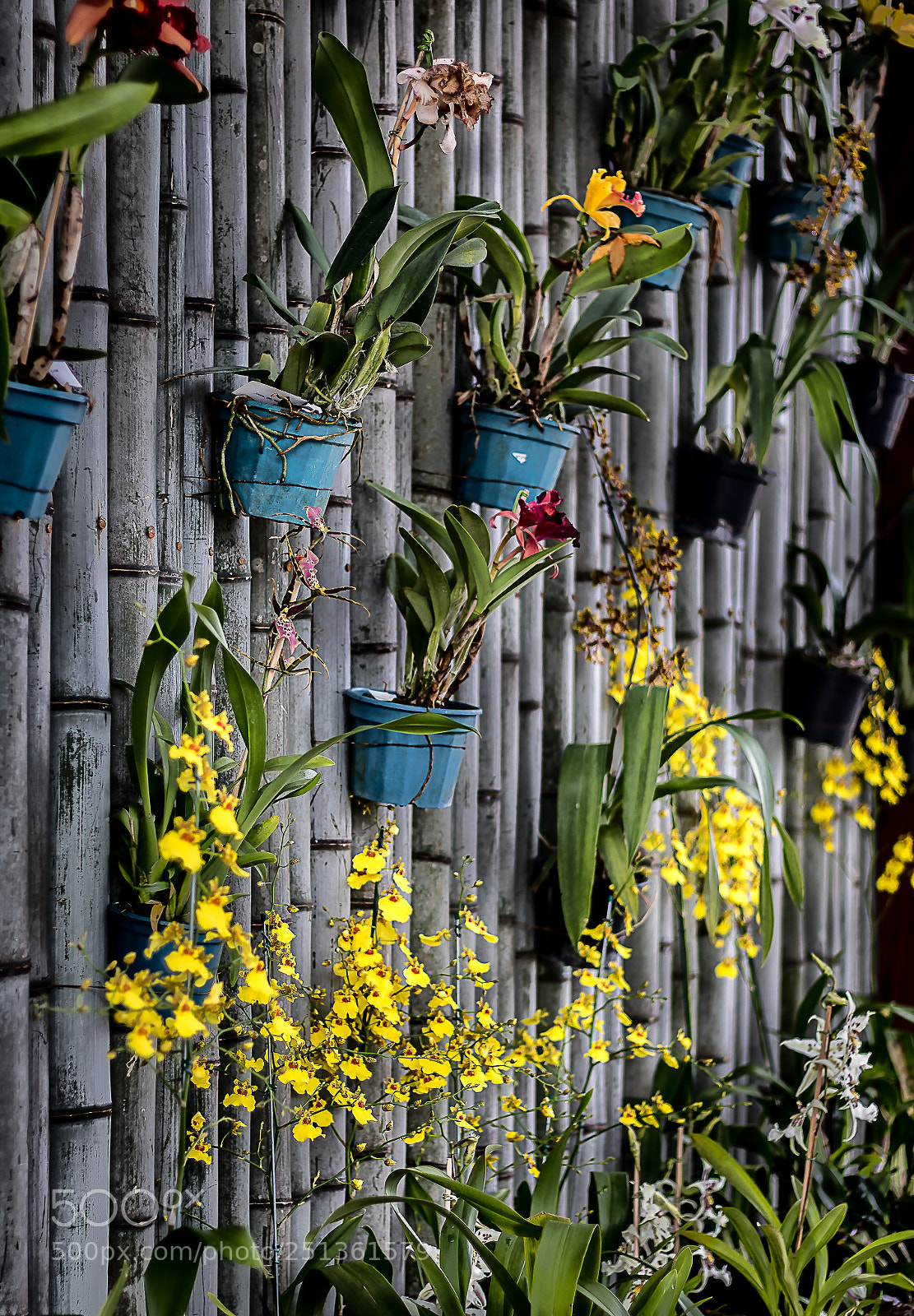 Canon EOS 750D (EOS Rebel T6i / EOS Kiss X8i) sample photo. Orquídeas photography