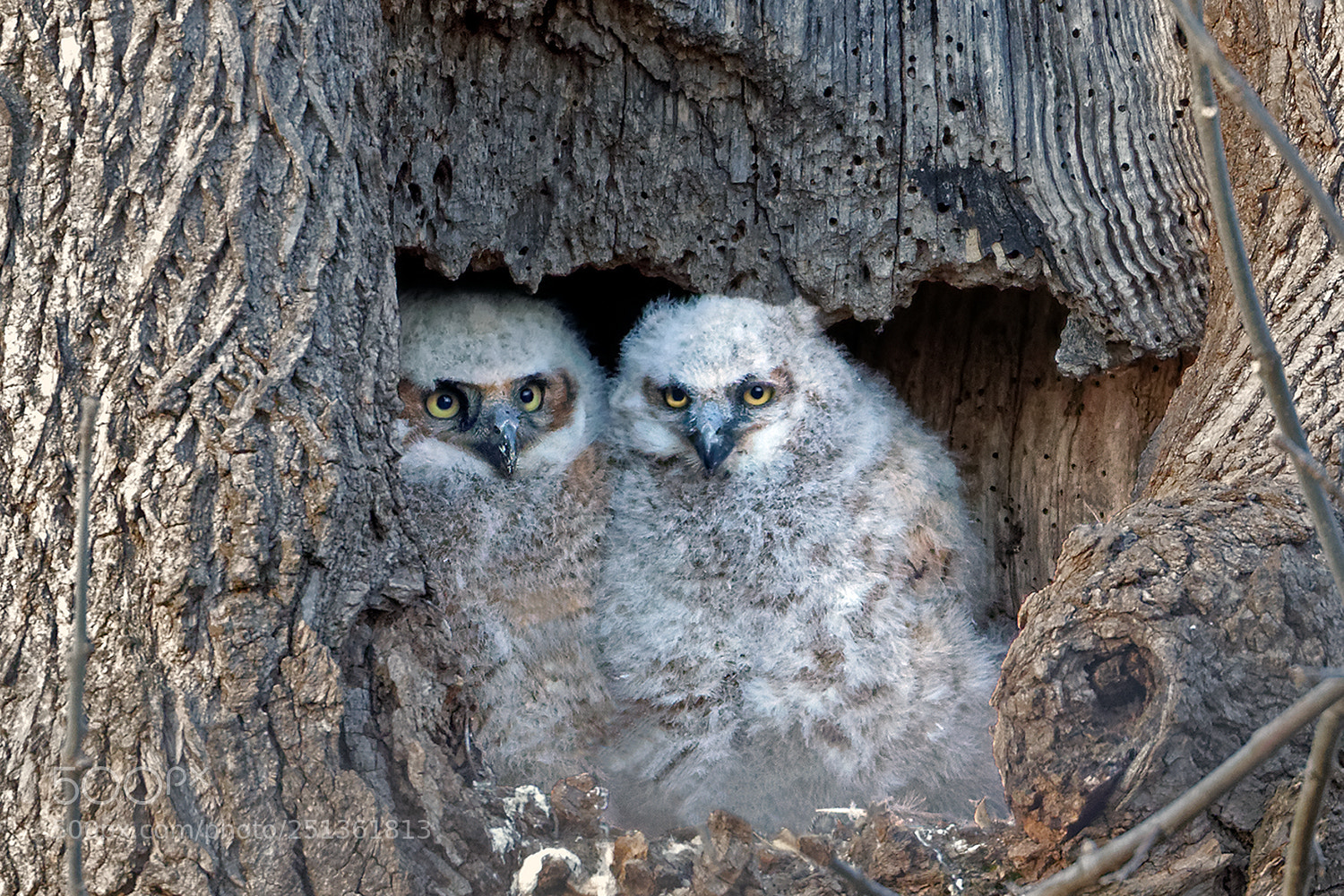 Canon EOS 7D Mark II sample photo. Baby great horned owls photography