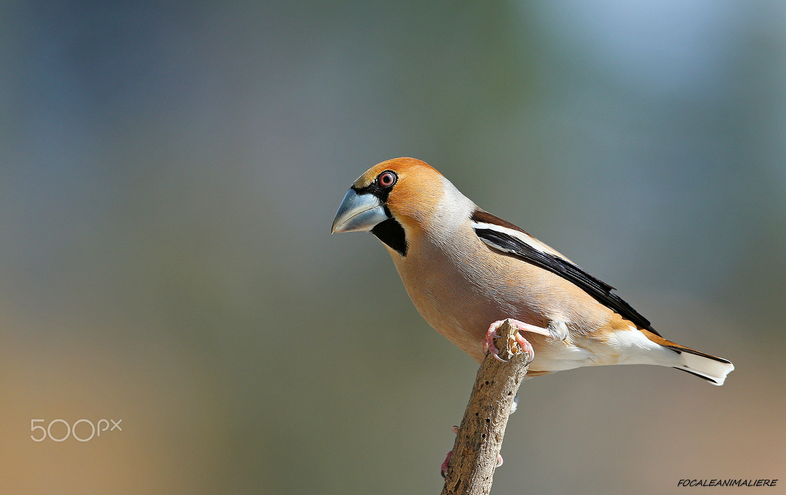 Canon EOS-1D X + Canon EF 500mm F4L IS USM sample photo. Focaleanimaliere photography
