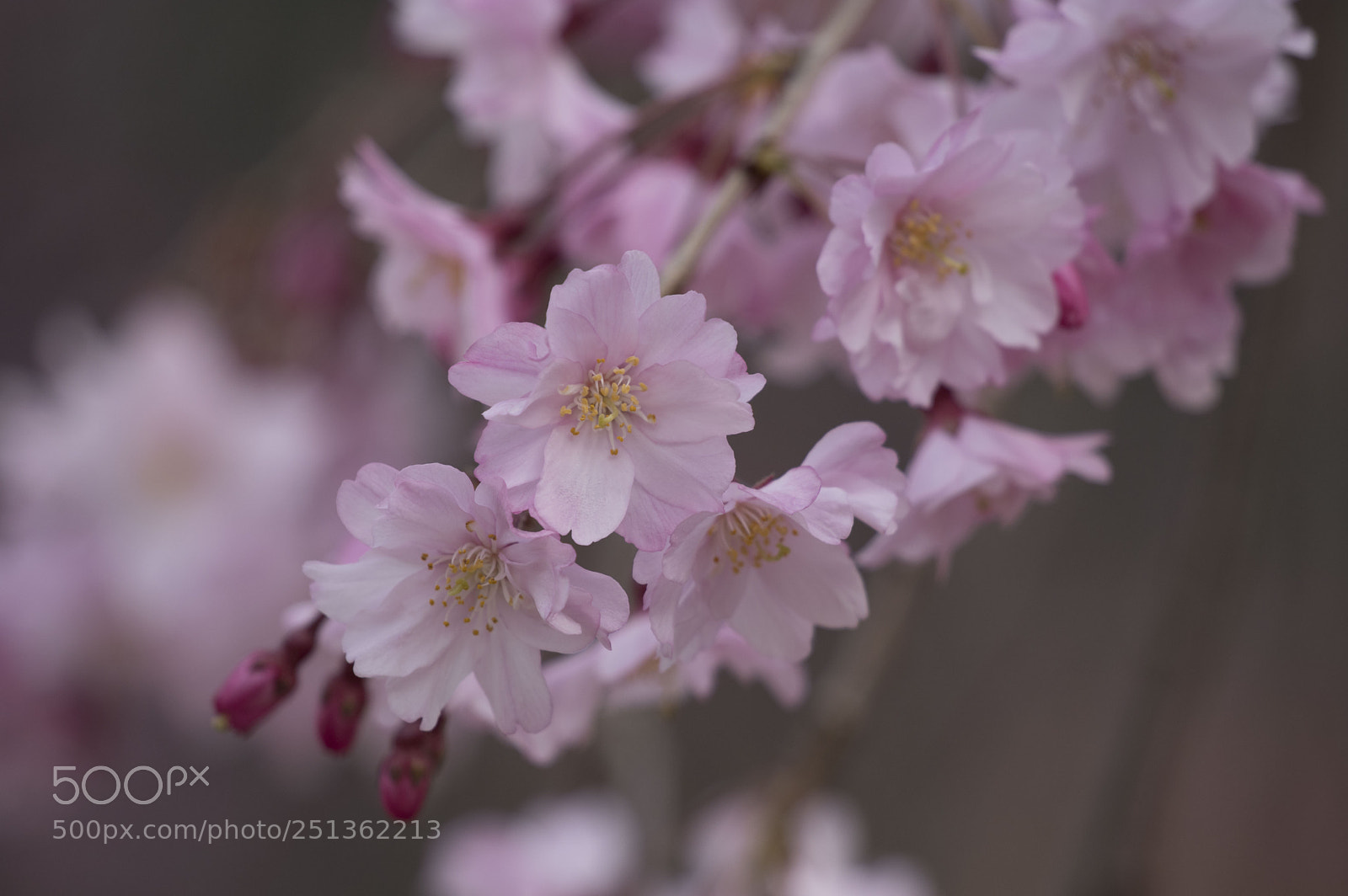 Pentax KP sample photo. Cherry blossom photography
