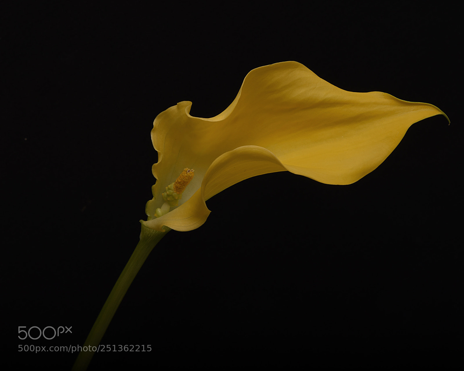 Nikon D810 sample photo. Another view photography