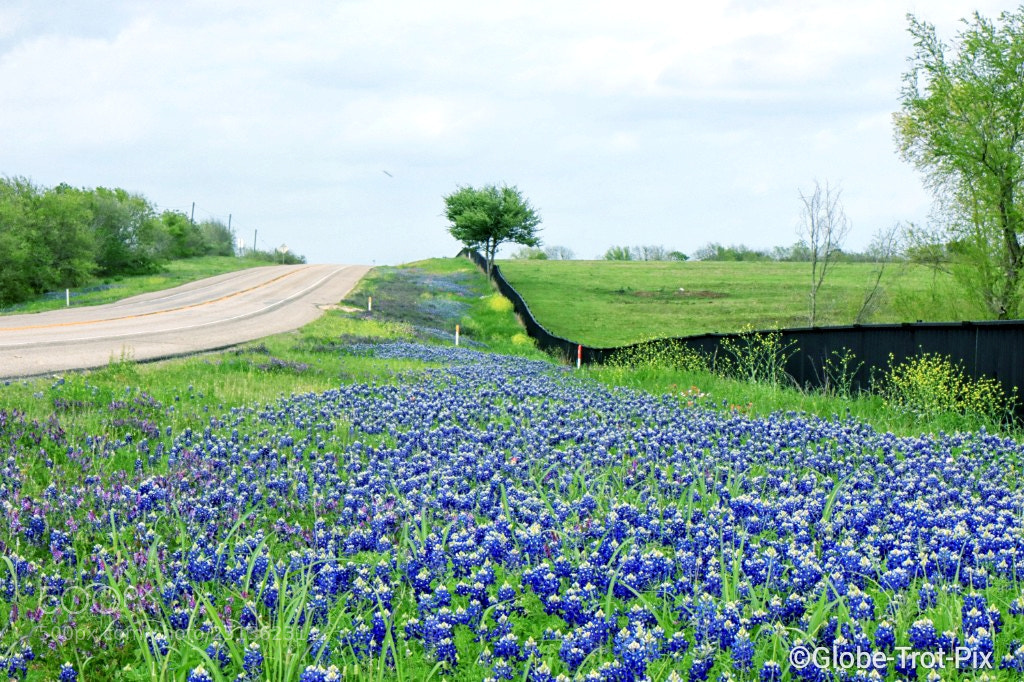Canon EOS 80D sample photo. Flower carpets in texas photography