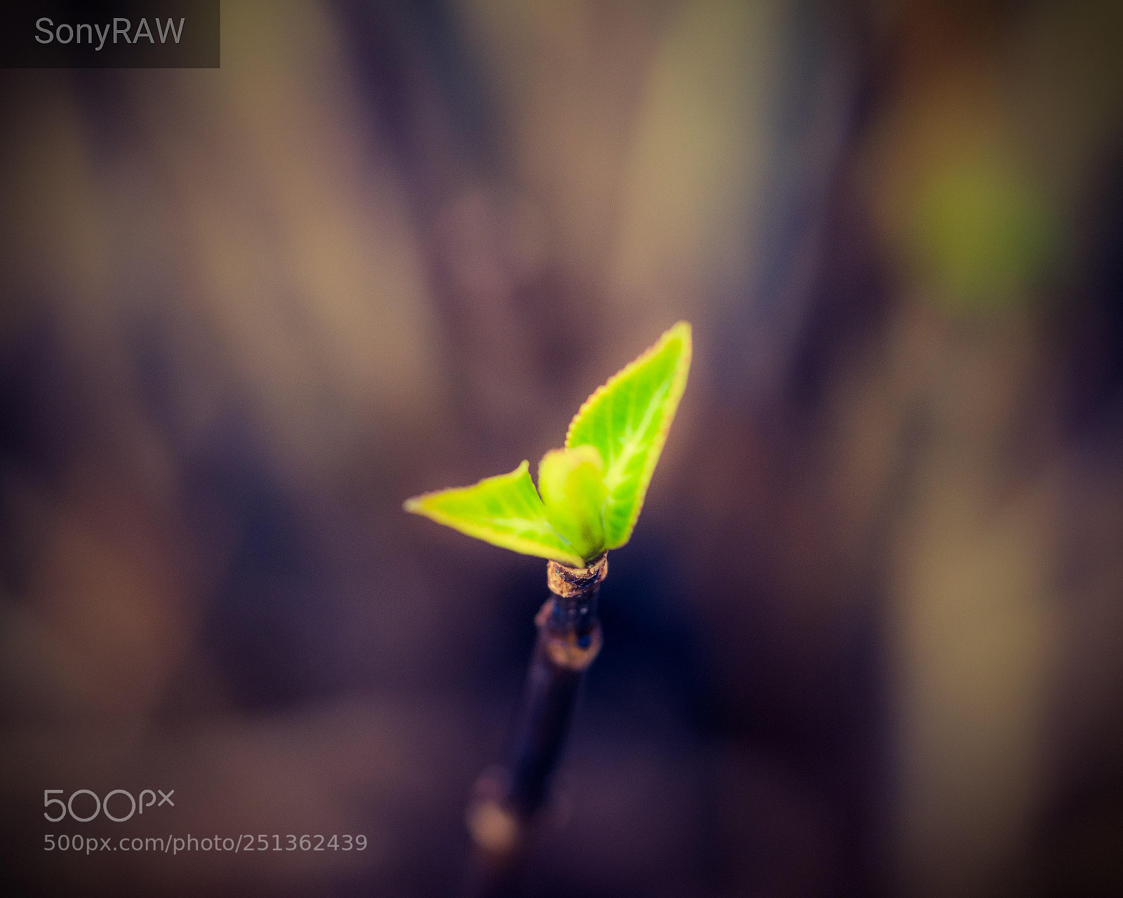 Sony a6500 sample photo. First sign of life photography