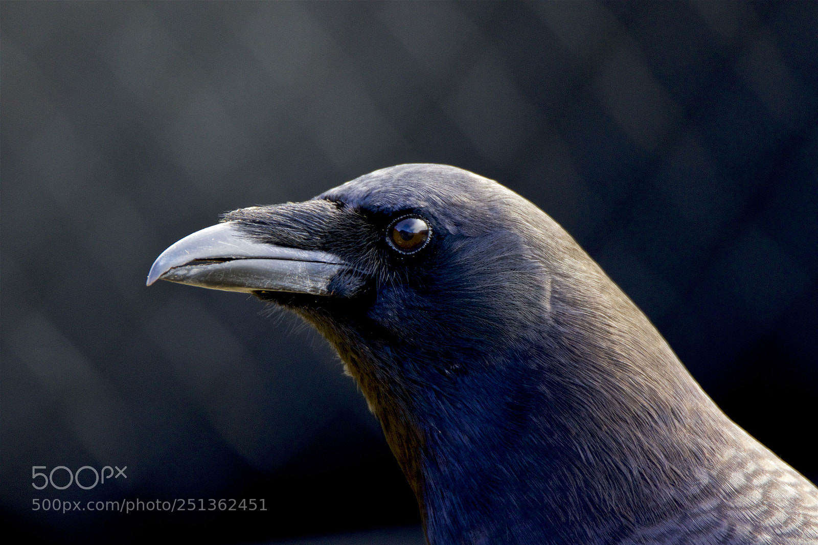 Canon EOS 7D Mark II sample photo. A common crow photography