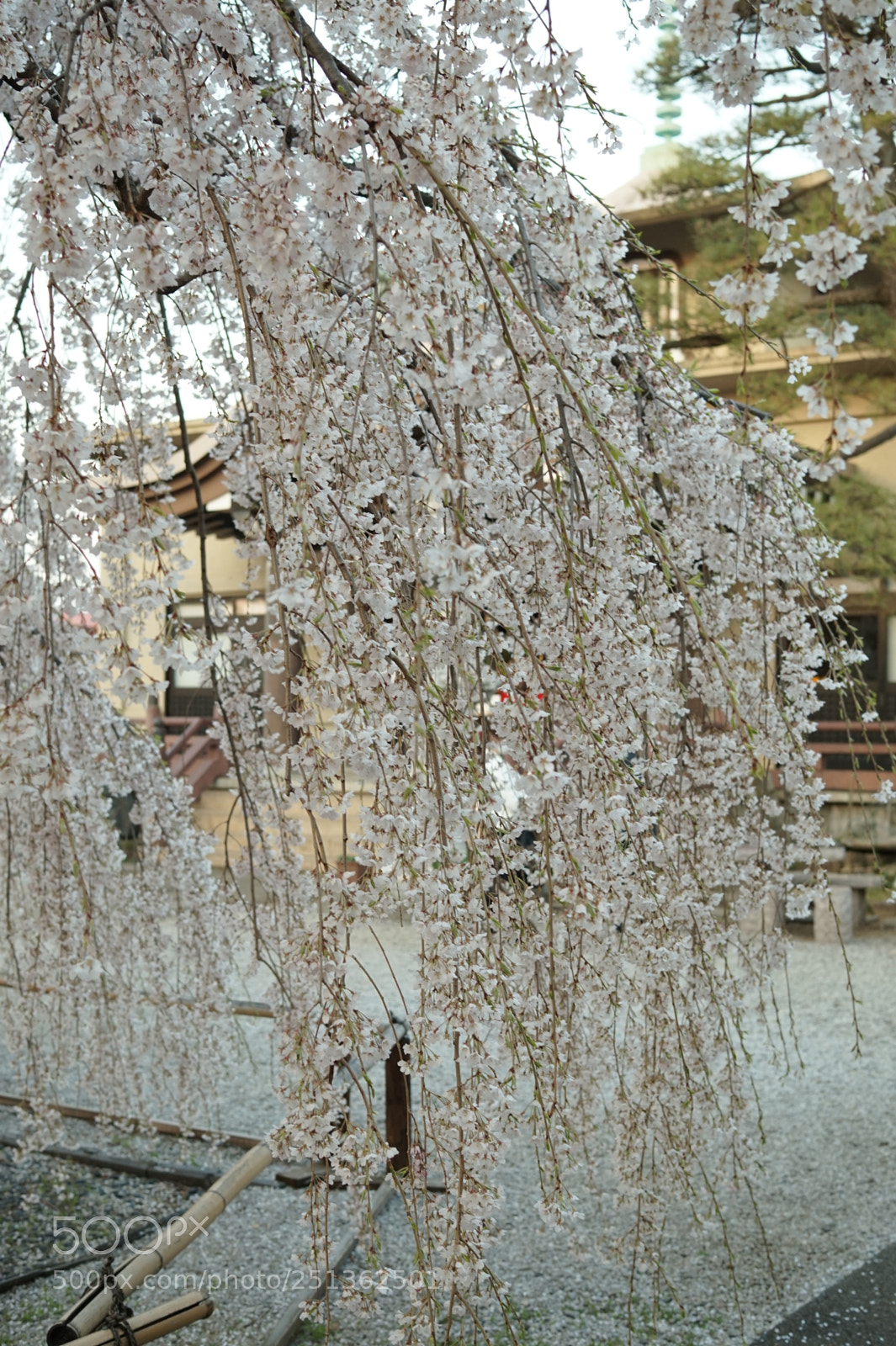 Sony Alpha a5000 (ILCE 5000) sample photo. Weeping cherry photography